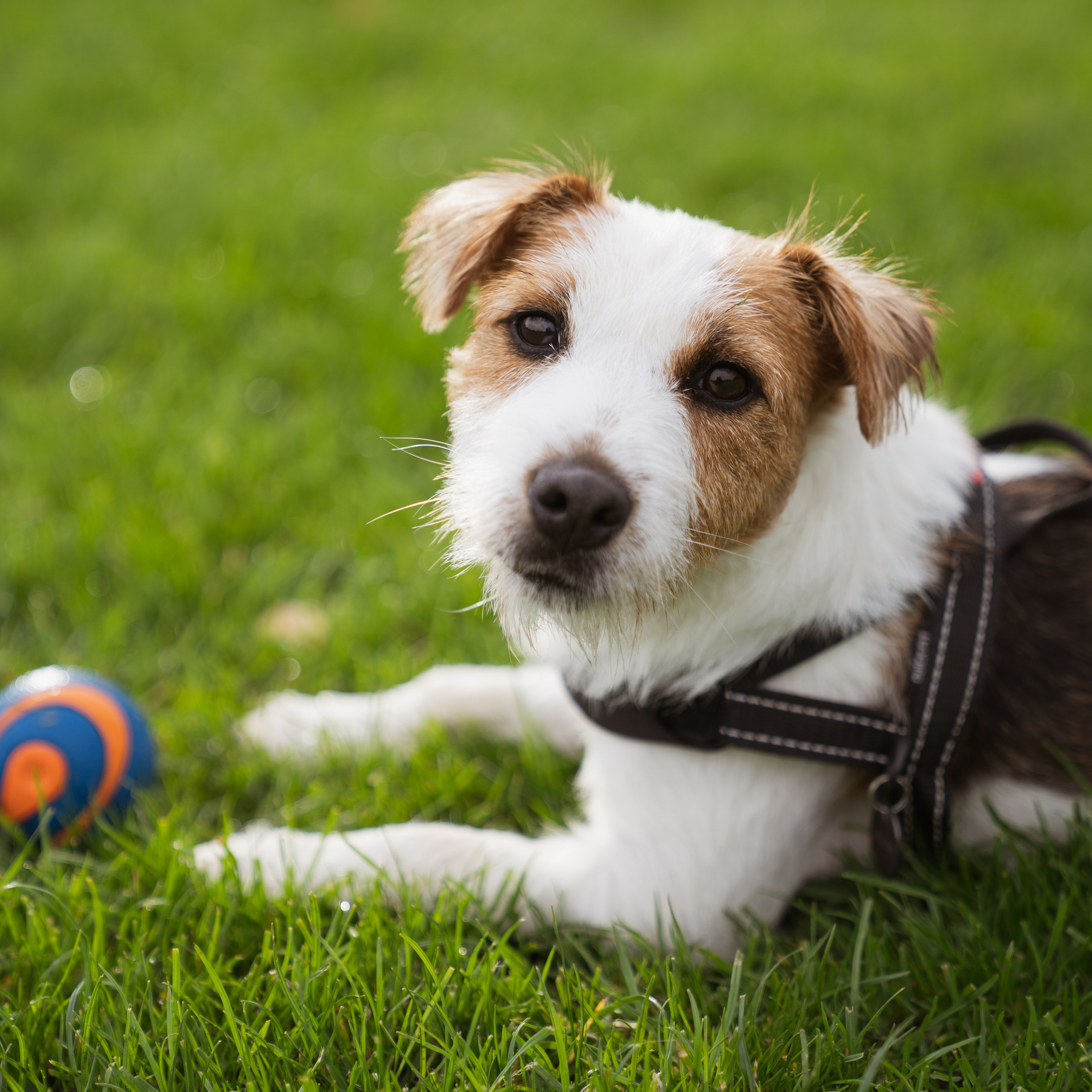 Pets. Photographer & Tour Guide Based in Scotland