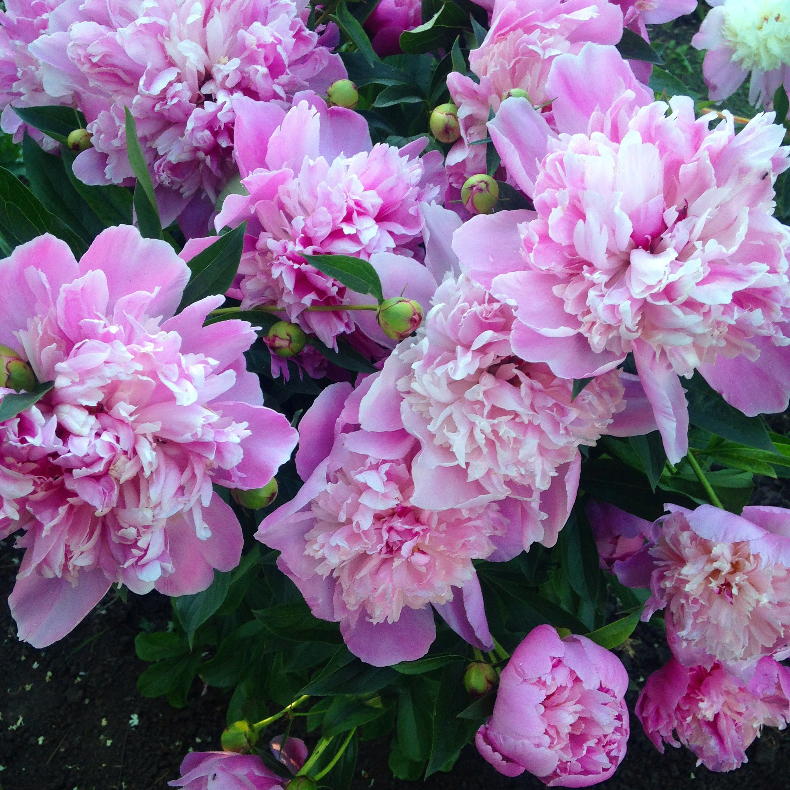 Відгуки. Podberezniy Films