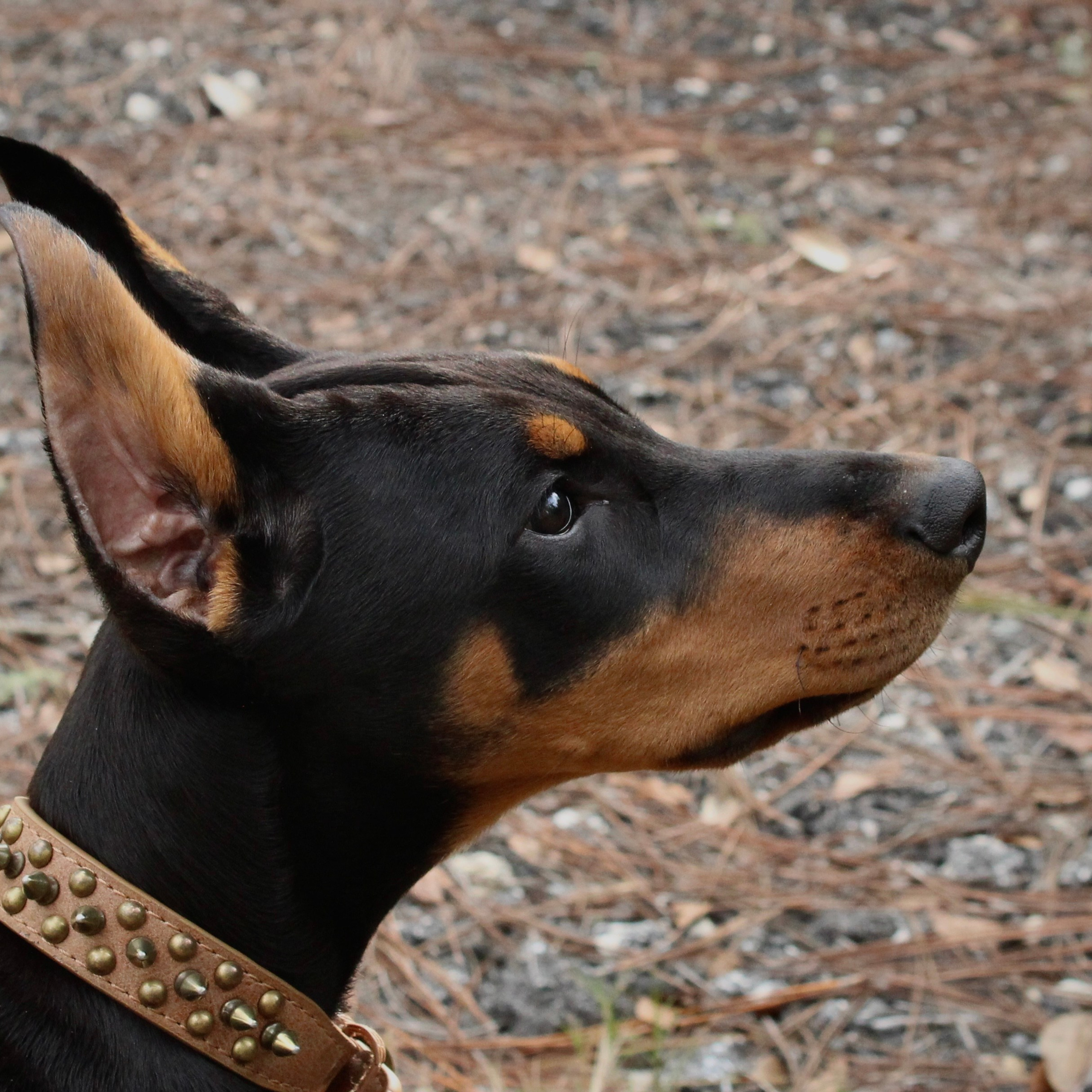 REVIEWS. Spumanti Dobermans