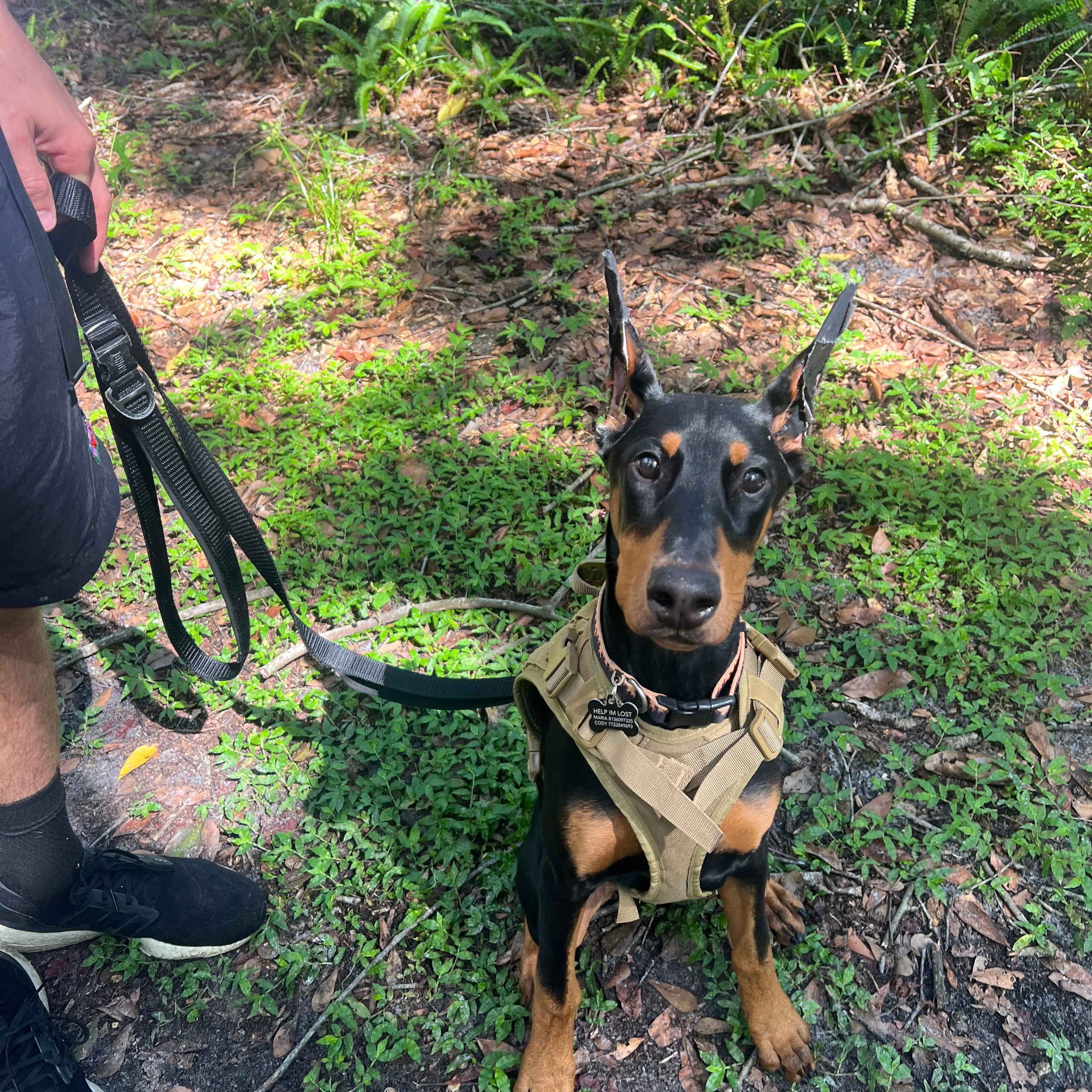 REVIEWS. Spumanti Dobermans