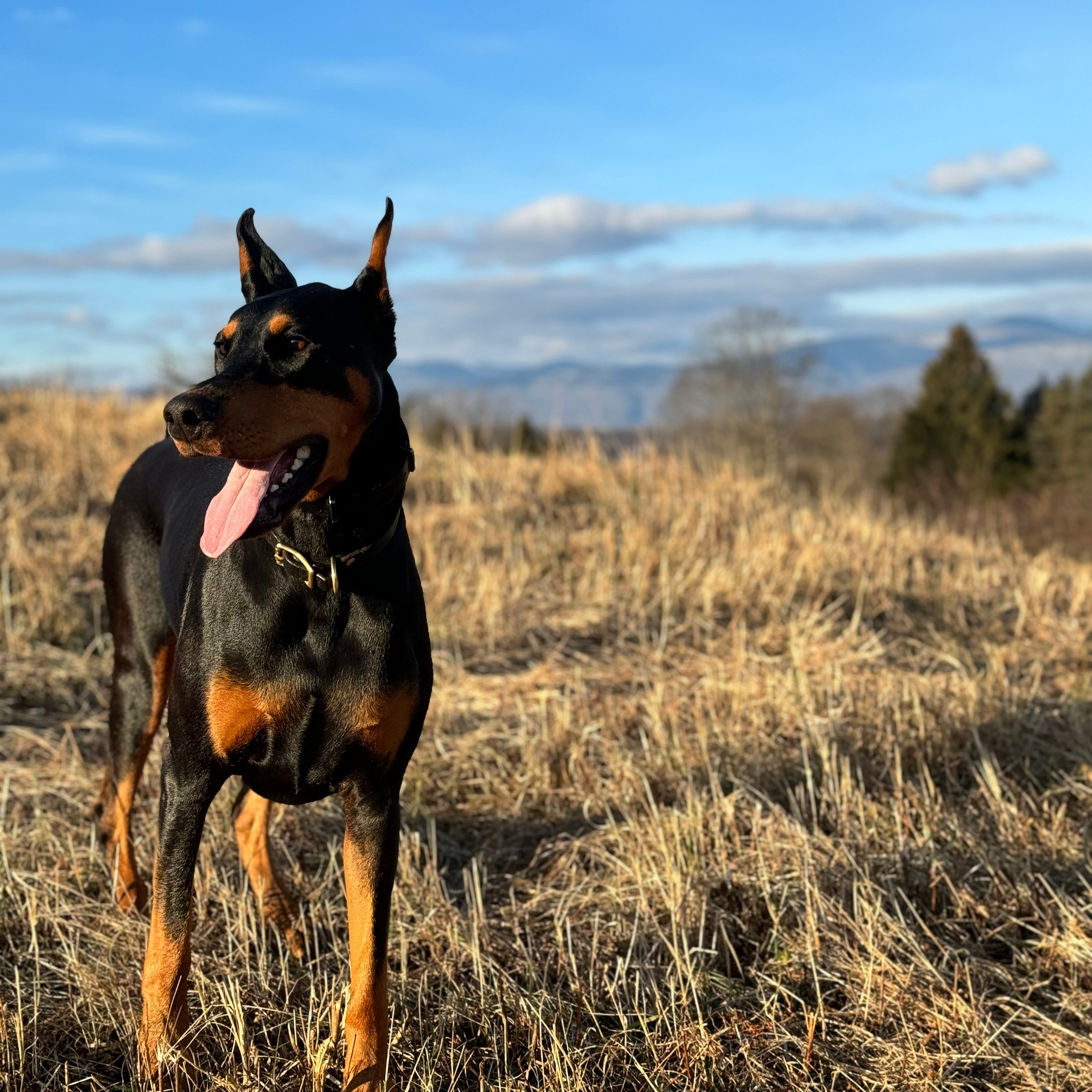 REVIEWS. Spumanti Dobermans