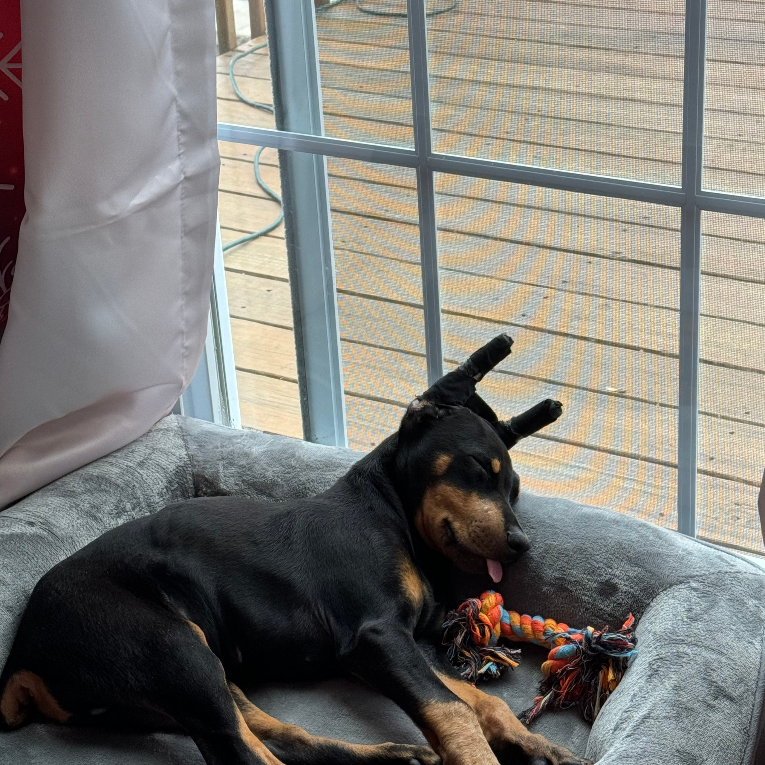 REVIEWS. Spumanti Dobermans