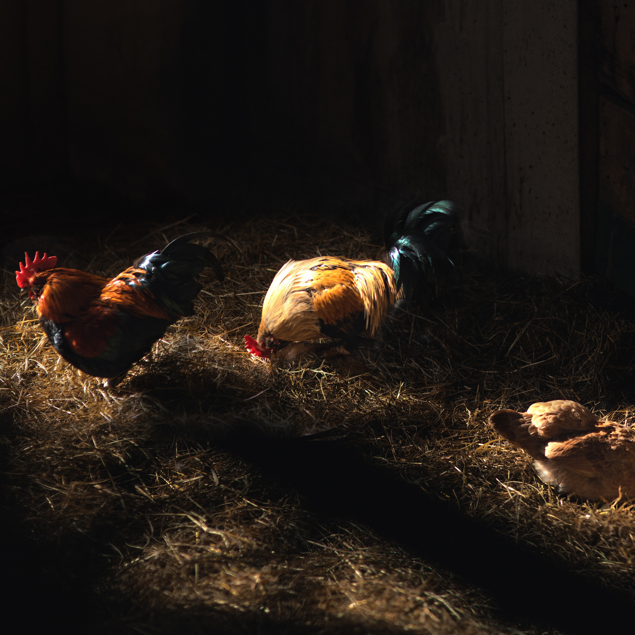 Témoignages. Fine Art photographer in Luxembourg Anastasia Arend