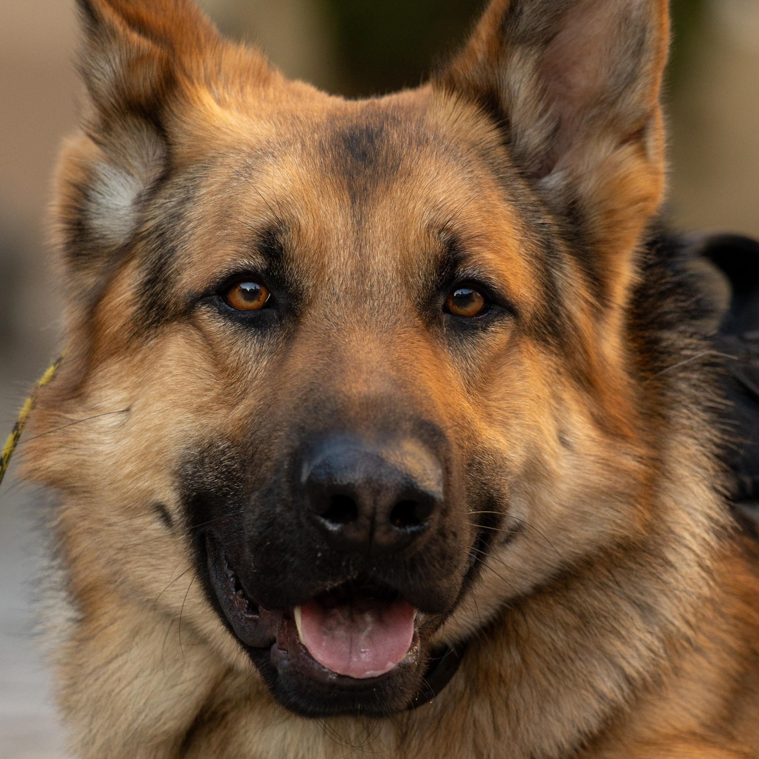 Family, food, portrait, iris, animals & nature