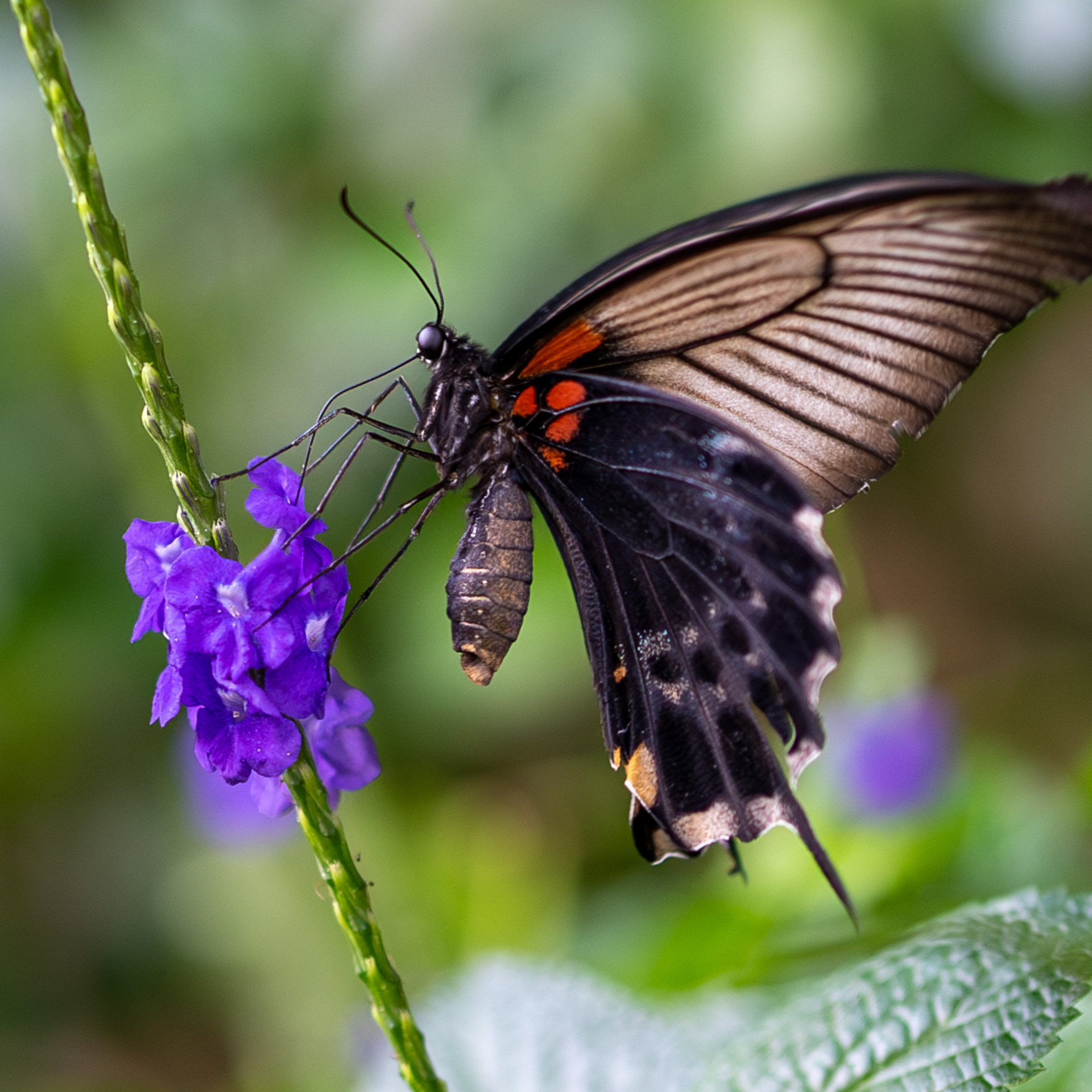 Testimonials. Wedding and event photographer in guelph ontario canada Jessica Giovanni