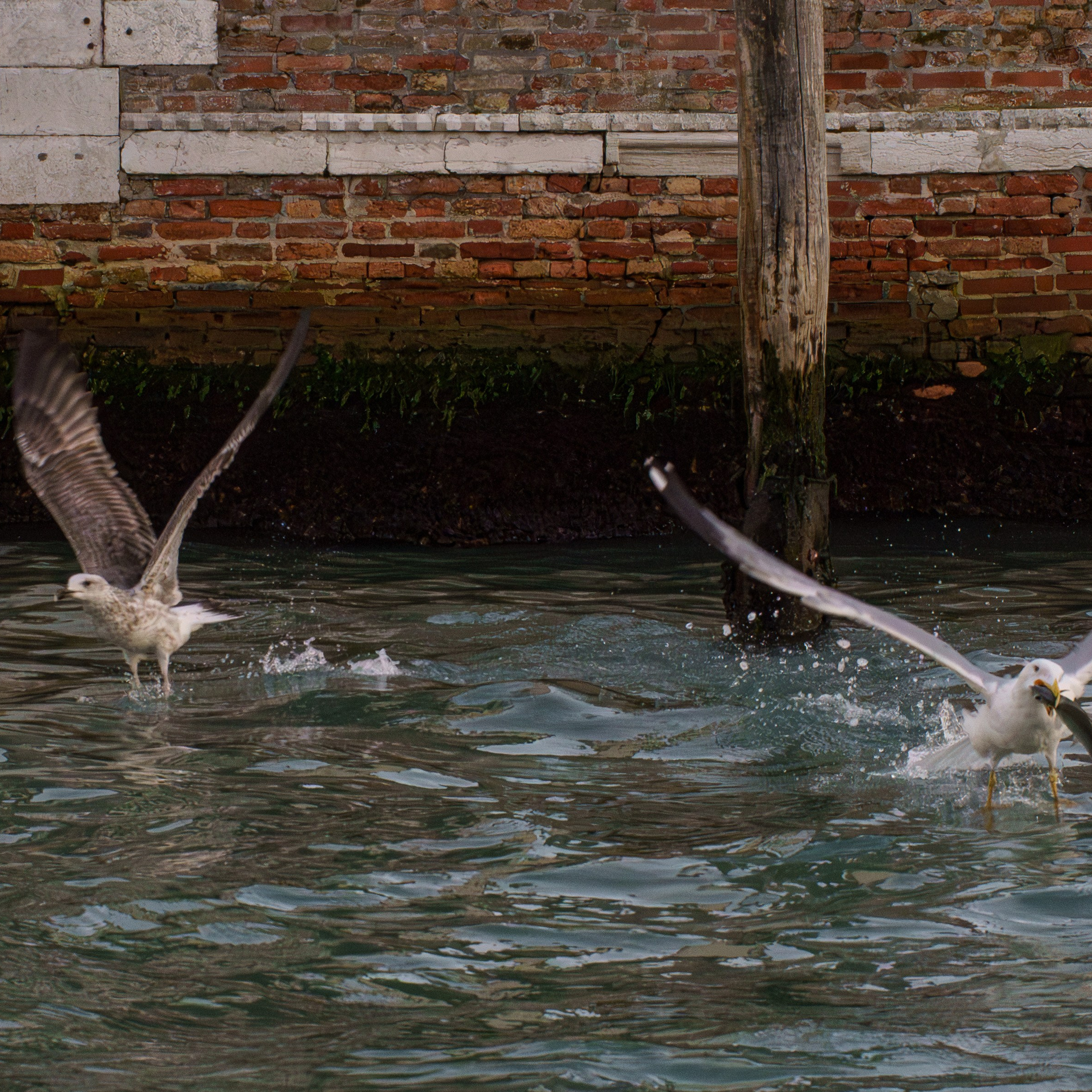 Venice. Venice photographer