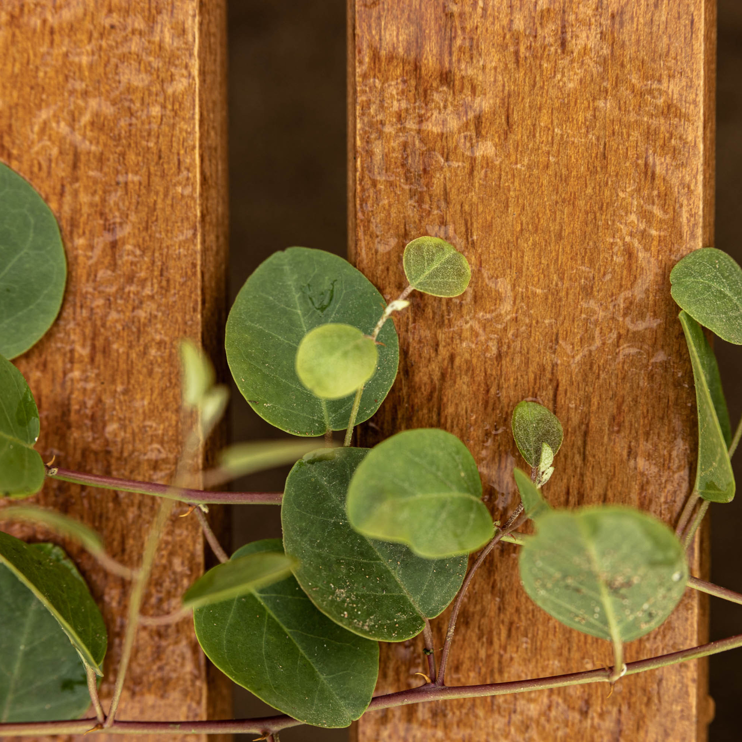 Cappadocia photographer reviews. Julia Ganch I Fashion Wedding Photography I Cappadocia Turkey