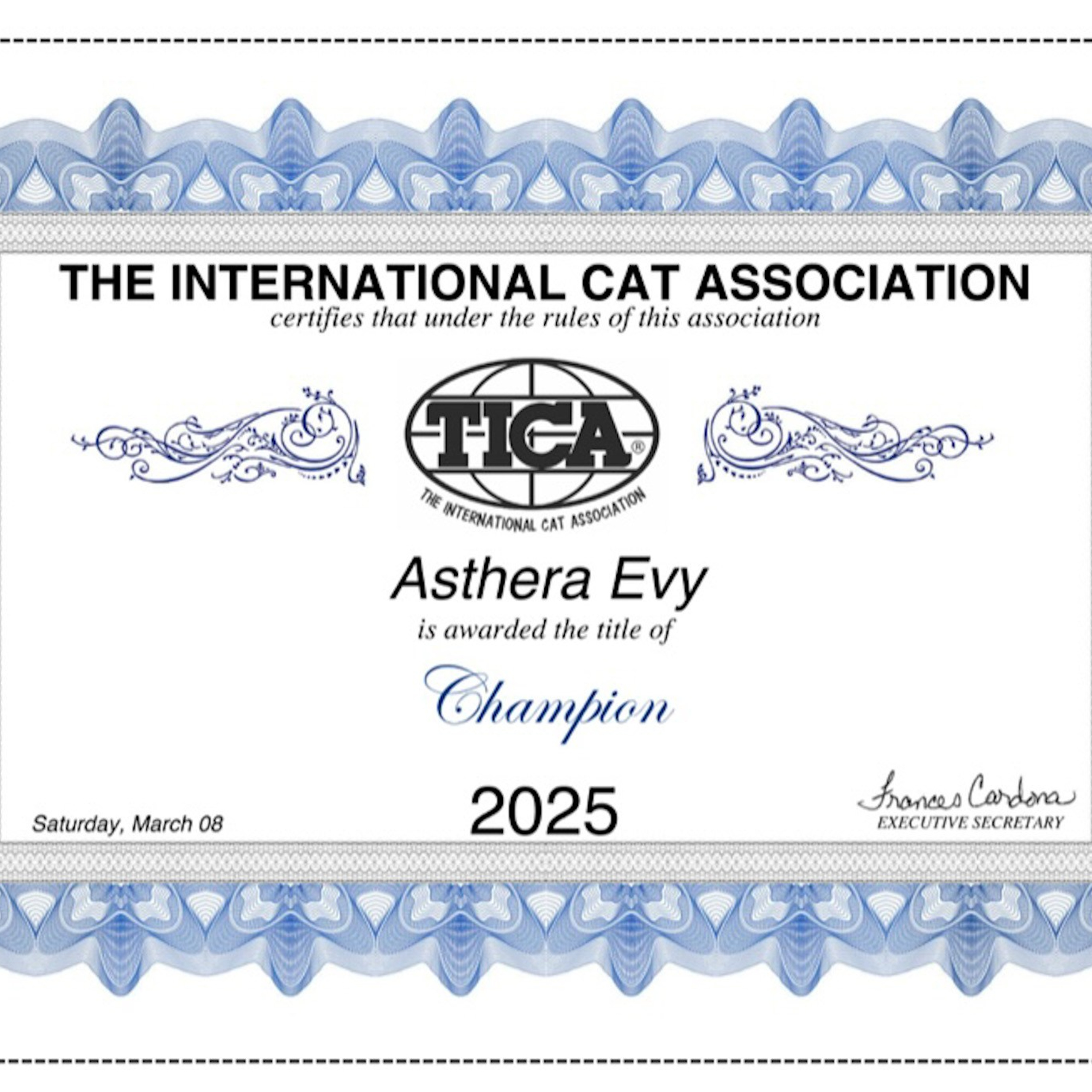 TICA championship certificate for Astera Evy, bimetallic Siberian queen in Texas