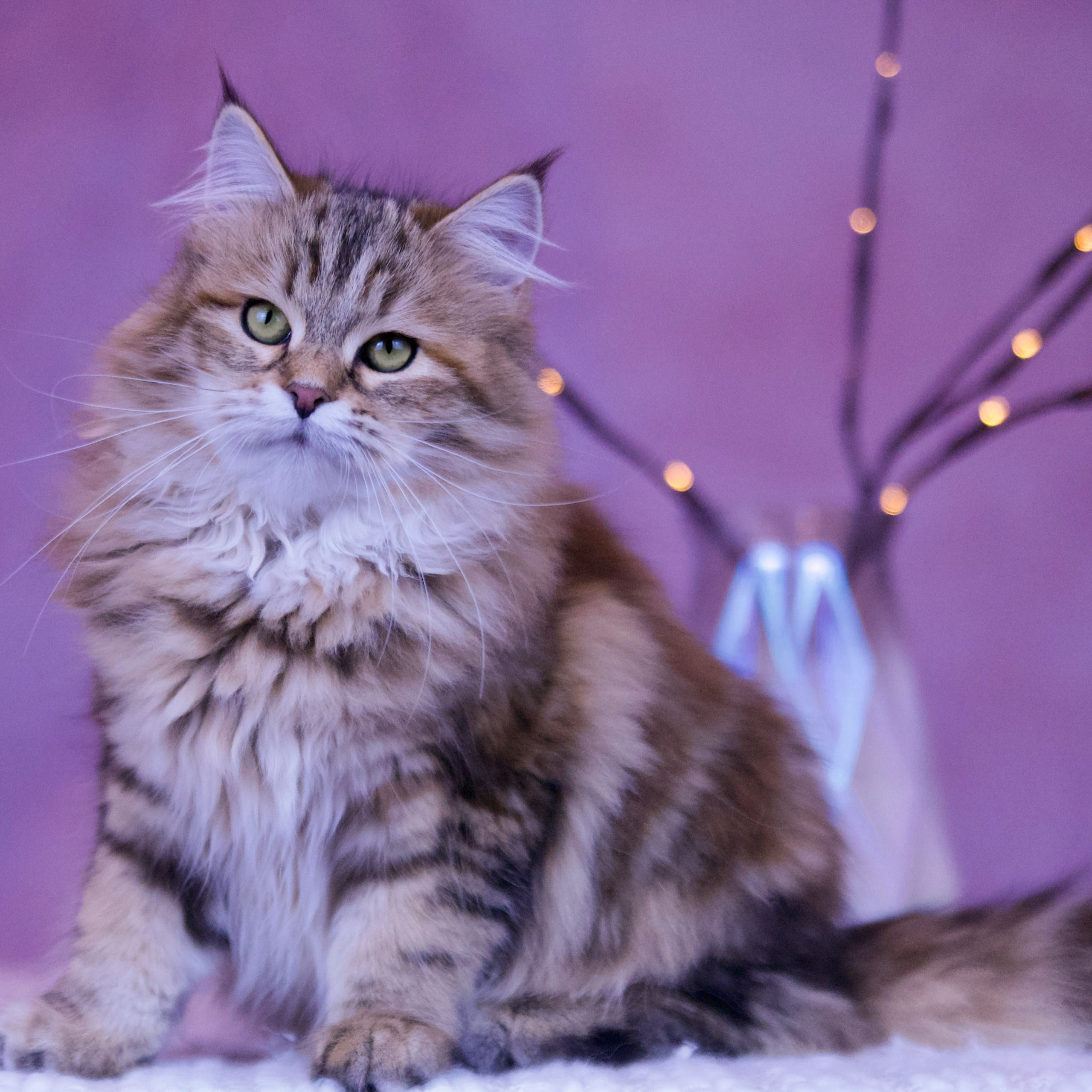 Brown classic torbie Siberian queen cat from Texas sitting in studio setting, calm expression and fluffy tail.