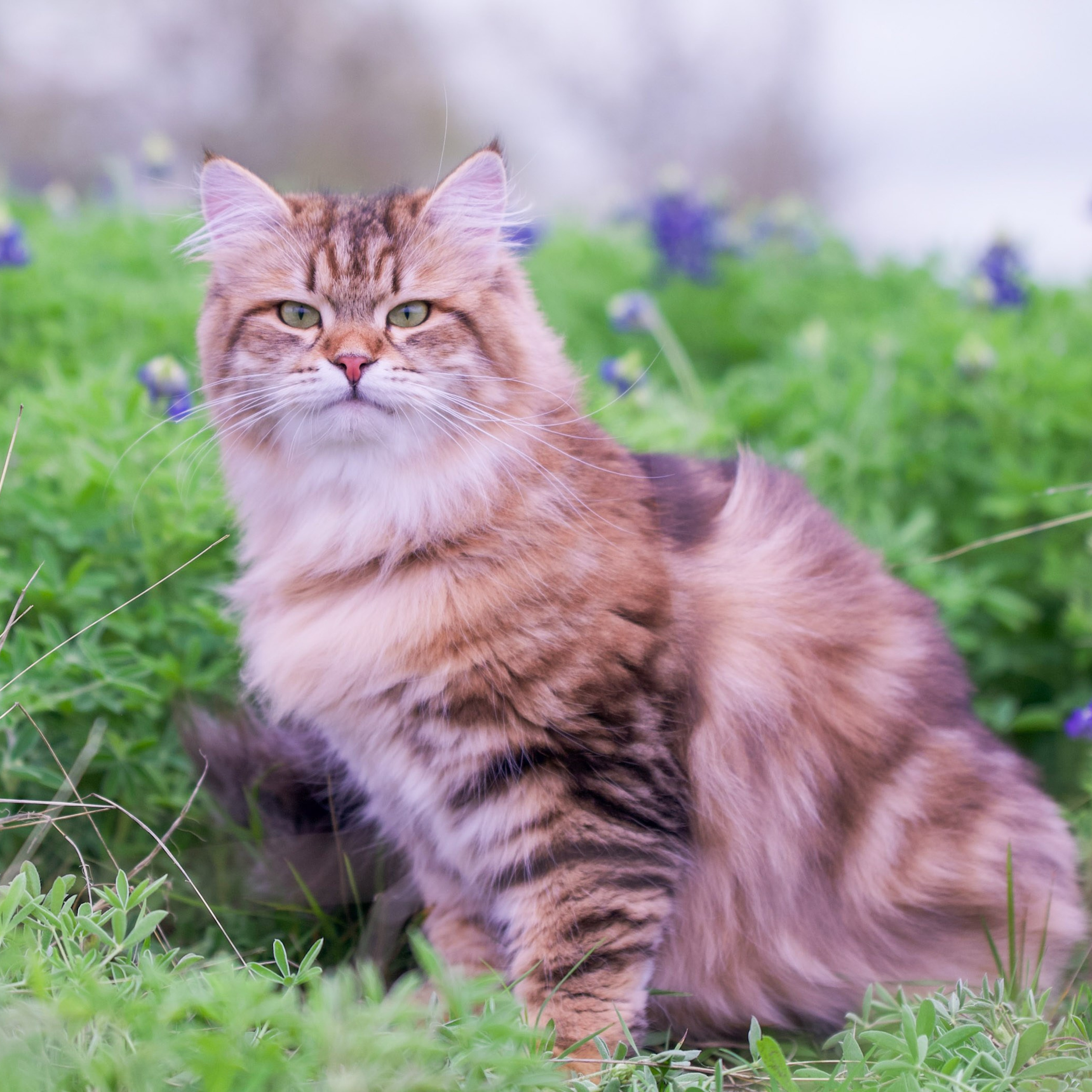 CH Umnica Sibay*RU | Photo Album of Our Siberian Queen. Astera Siberians |Hypoallergenic Kittens