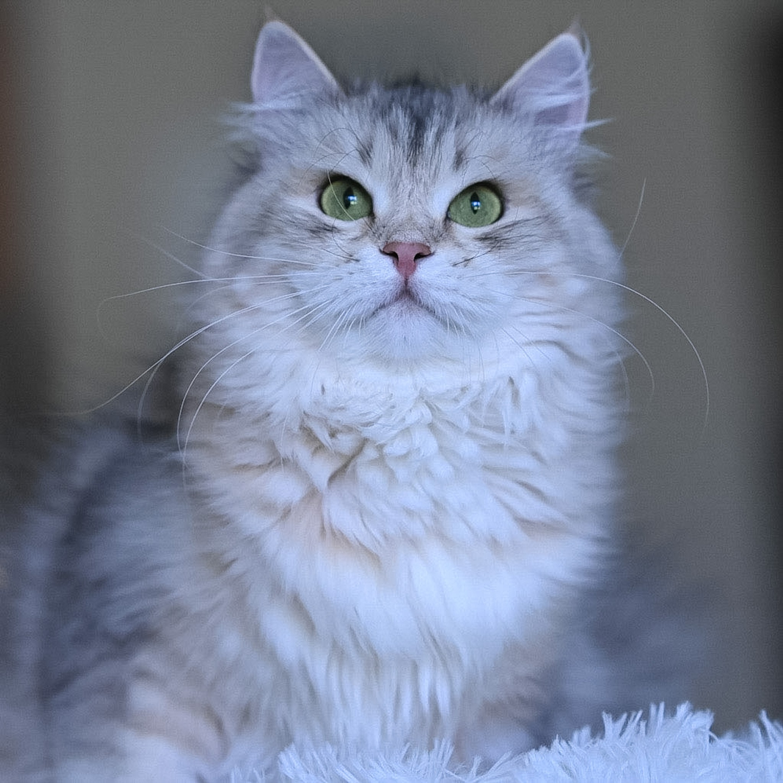  Astera Mistika, black corin silver bimetallic Siberian cat with green eyes