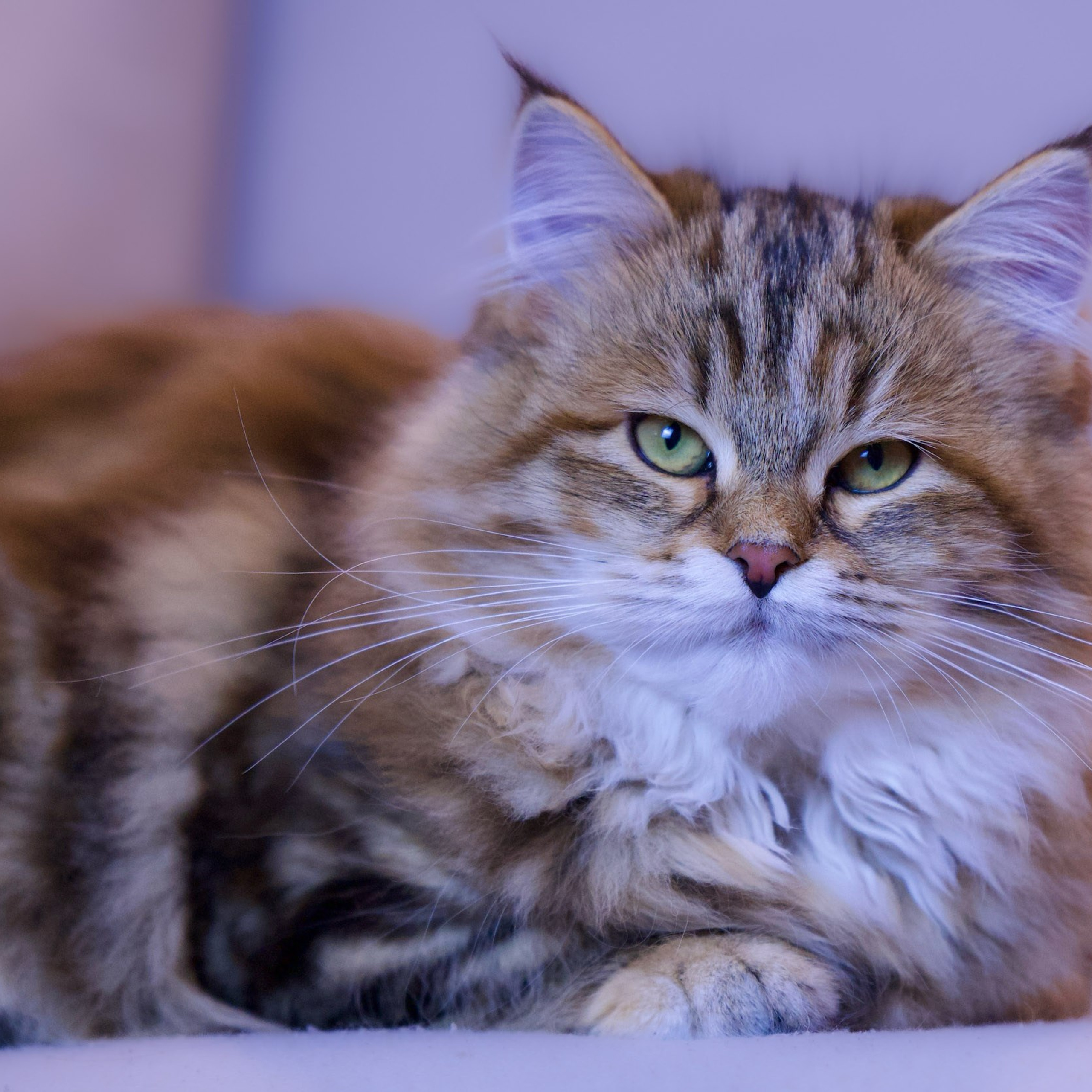 Siberian female kitten with beautiful eyes