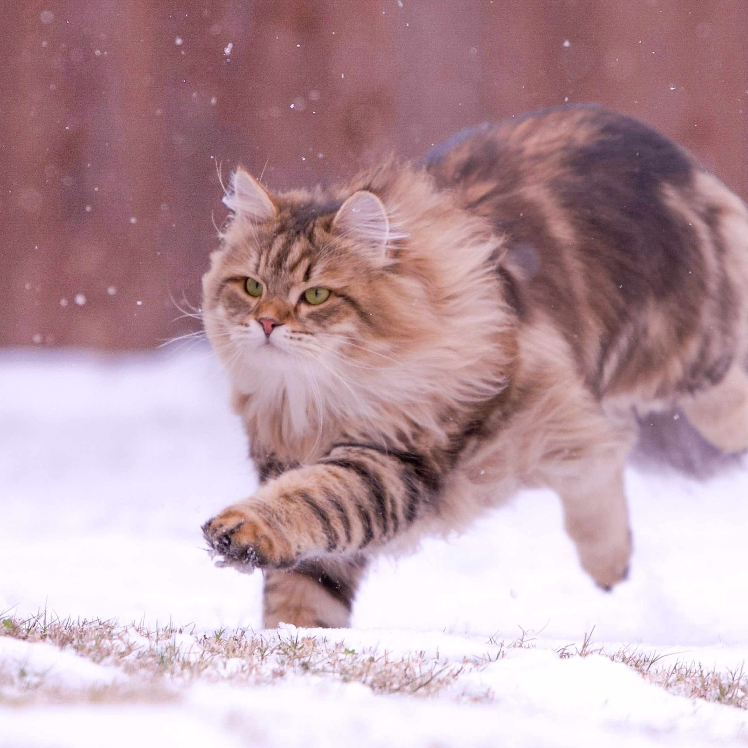 Siberian cat Umnica running in snow , full of energy and grace 