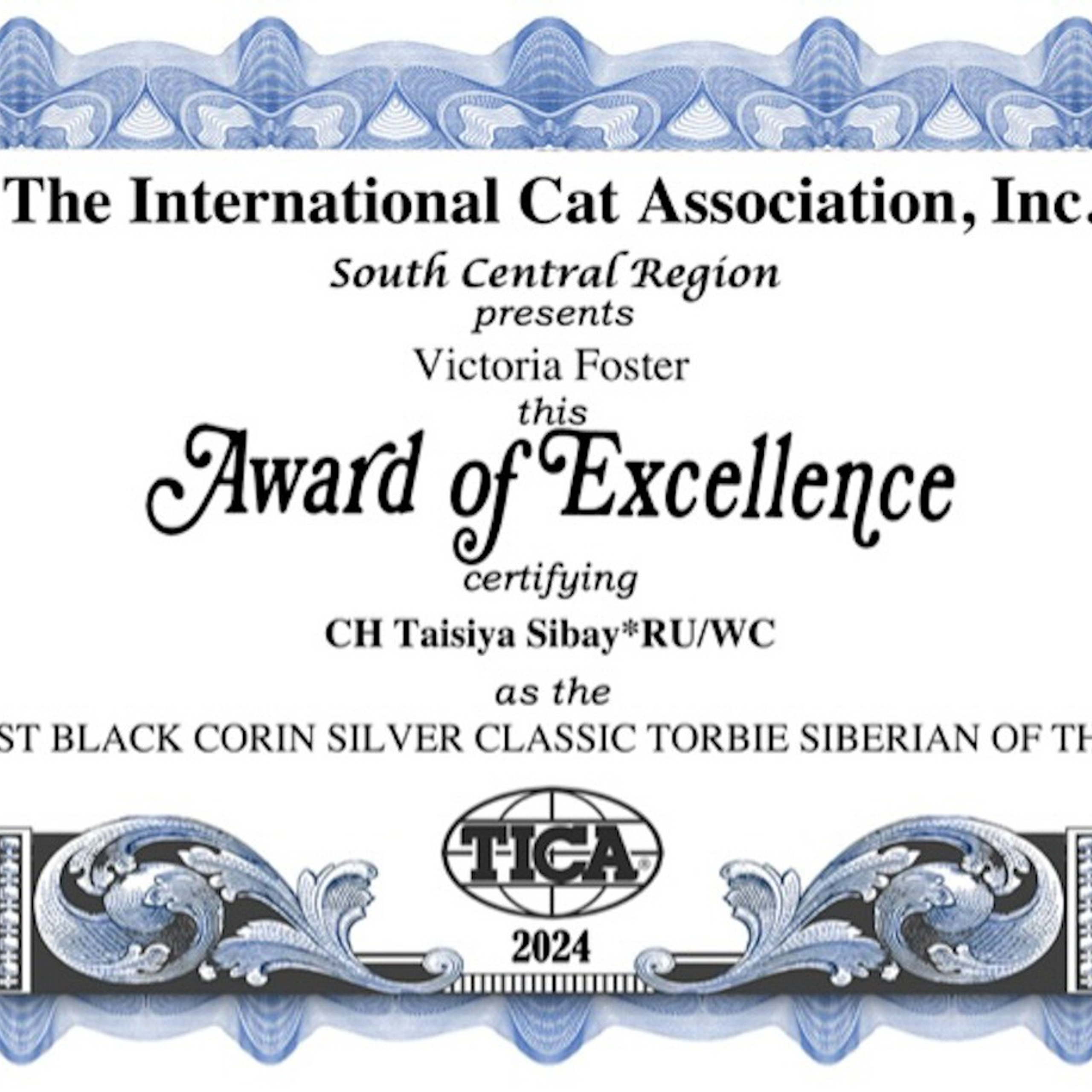 Taisiya | Siberian Cat Photo Album. Astera Siberians |Hypoallergenic Kittens