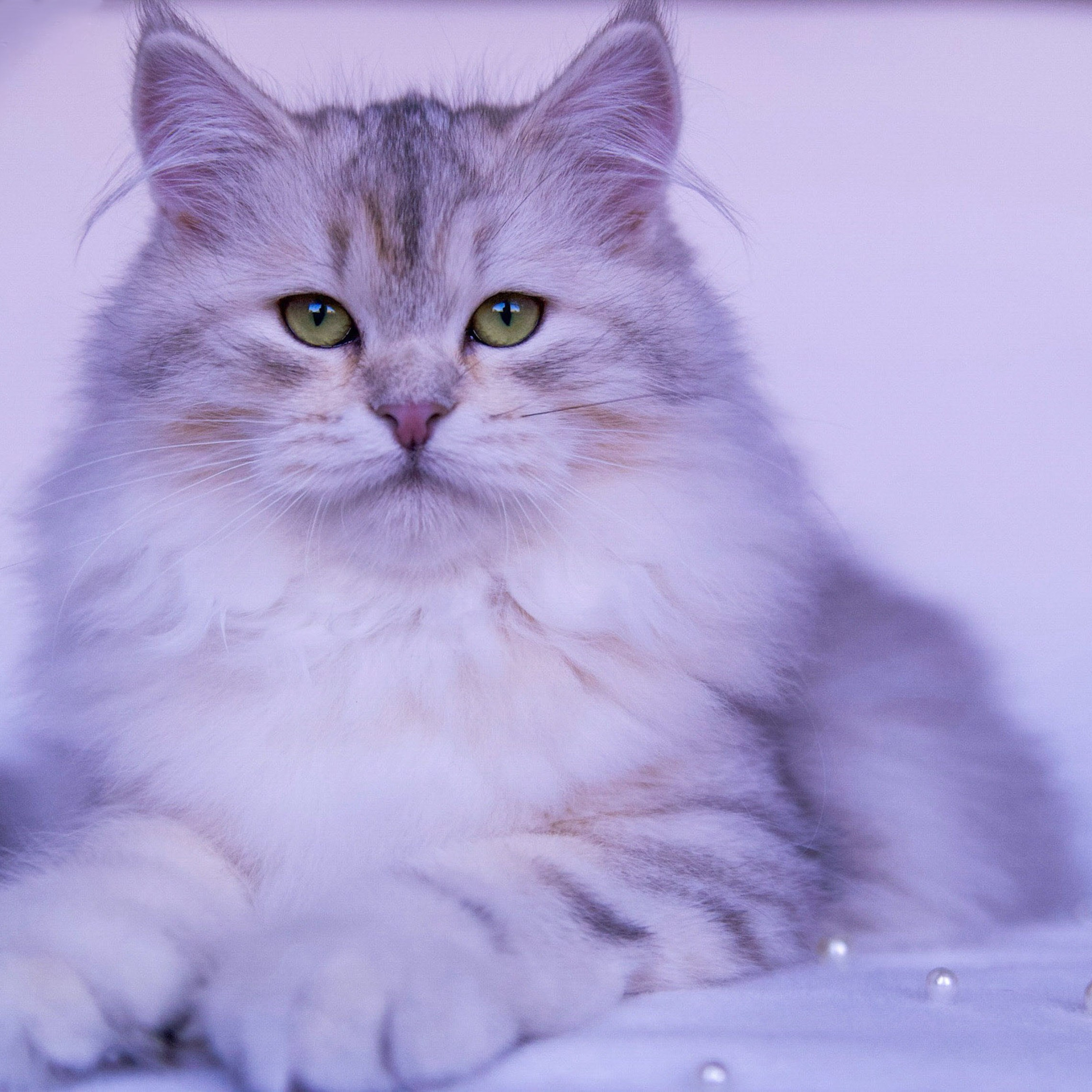 Astera Evy, a calm bimetallic Siberian queen showing classic coat pattern and thick fur.