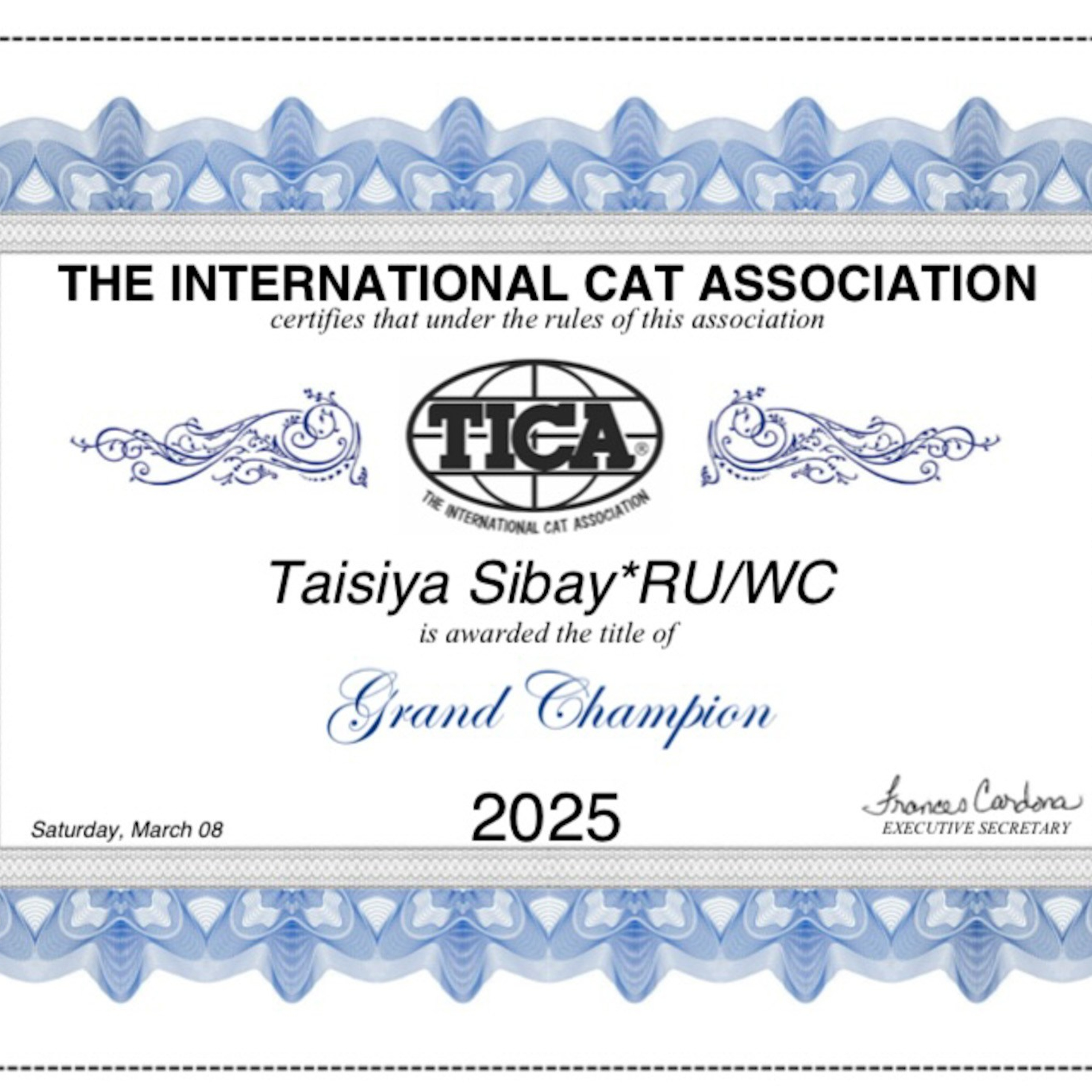 Taisiya | Siberian Cat Photo Album. Astera Siberians |Hypoallergenic Kittens