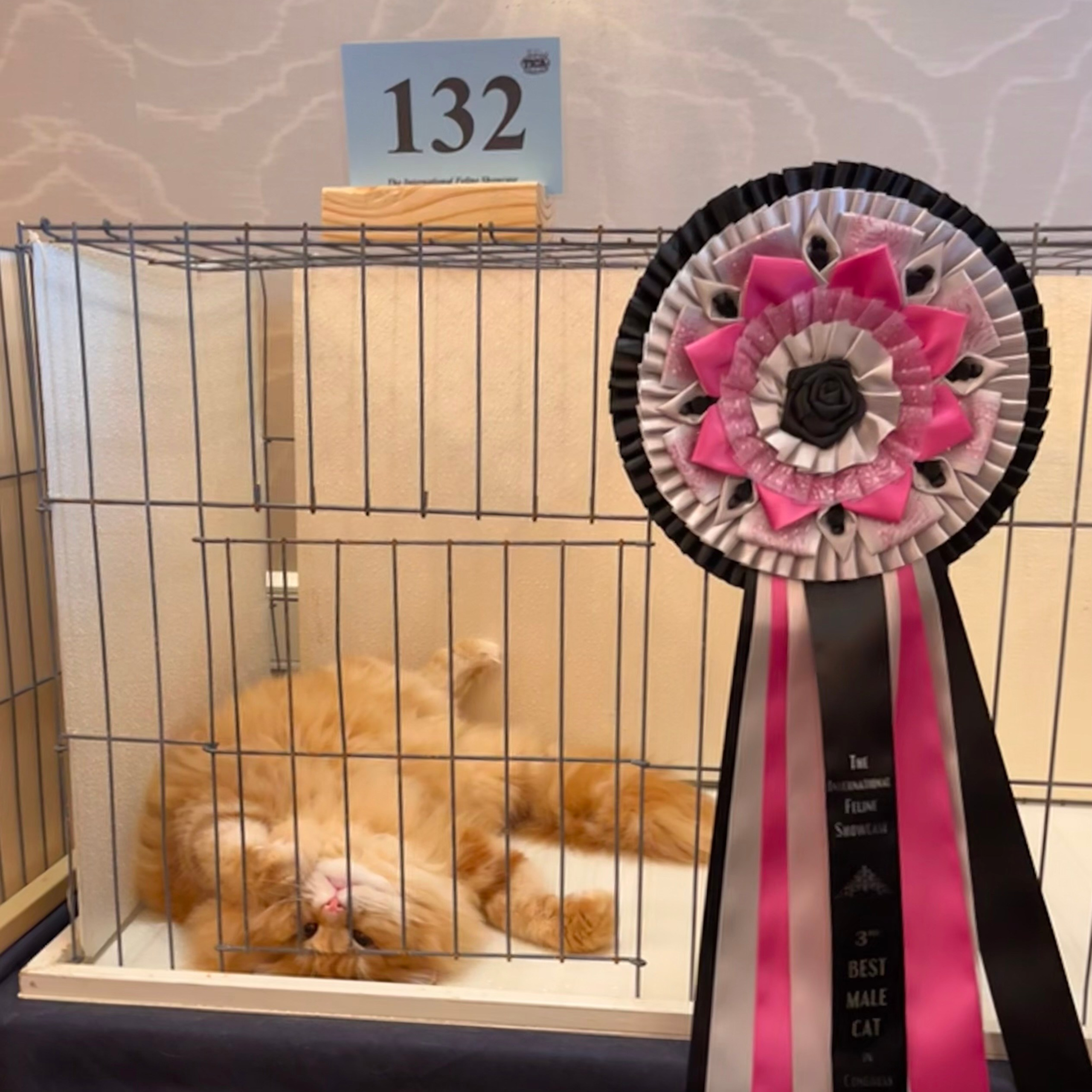 Astera Lastik. Astera Siberians |Hypoallergenic Kittens