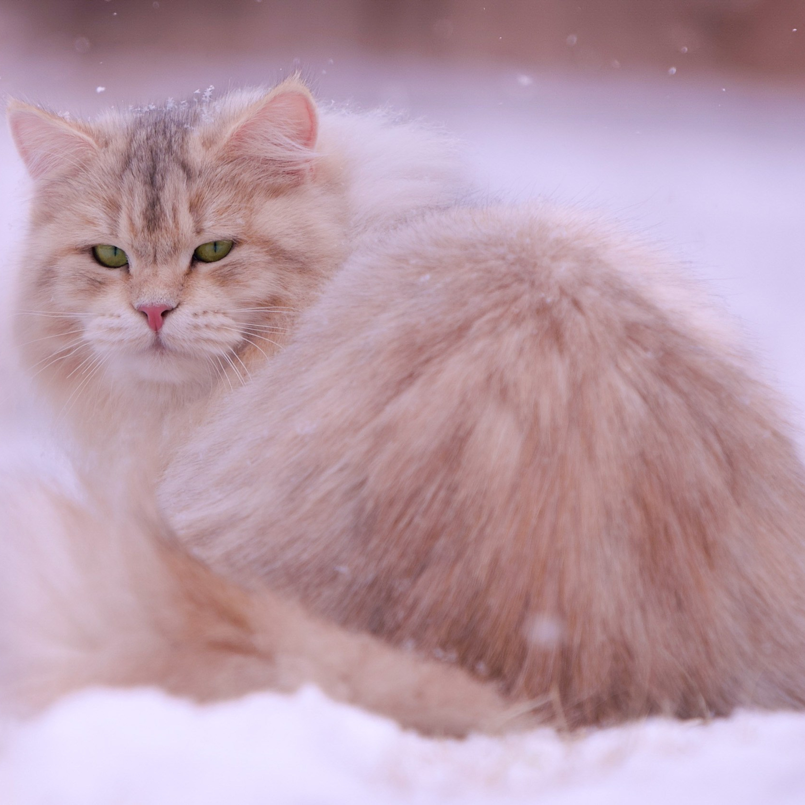 Taisiya, bimetal siberian female, resting in a snowy landscape - strong winter coat and elegant profile
