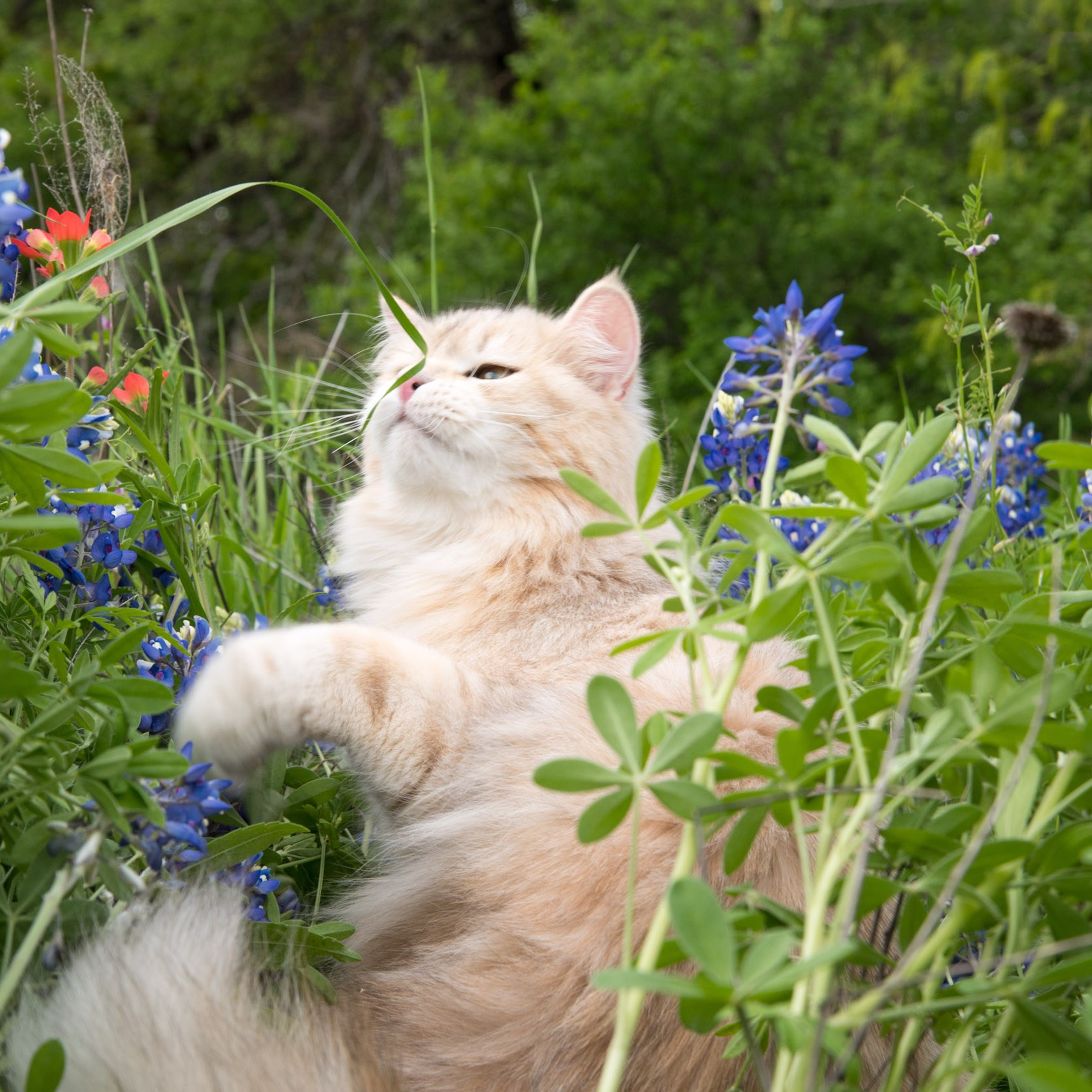 Taisiya enjoying springtime among Texas bluebonnets - majestic Siberian queen with hypoallergenic traits