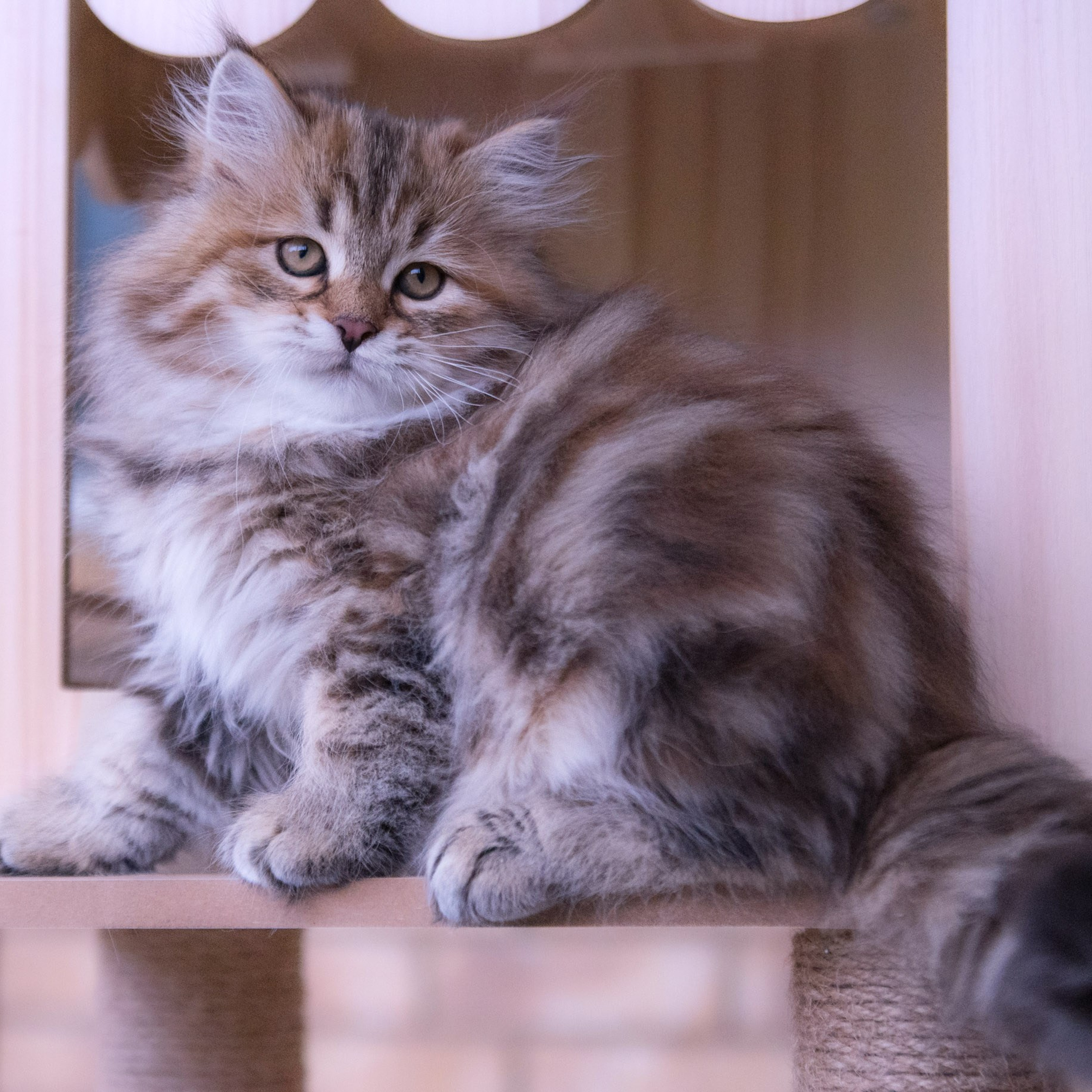 siberian brown tabby kitten sitting on a cat tree
