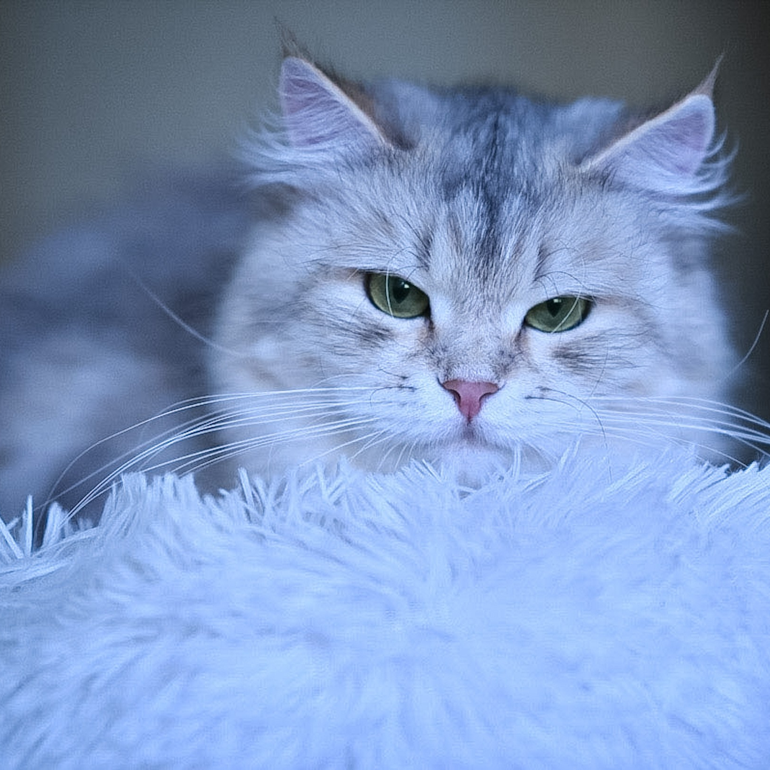  Bimetallic Siberian cat with a long fluffy coat