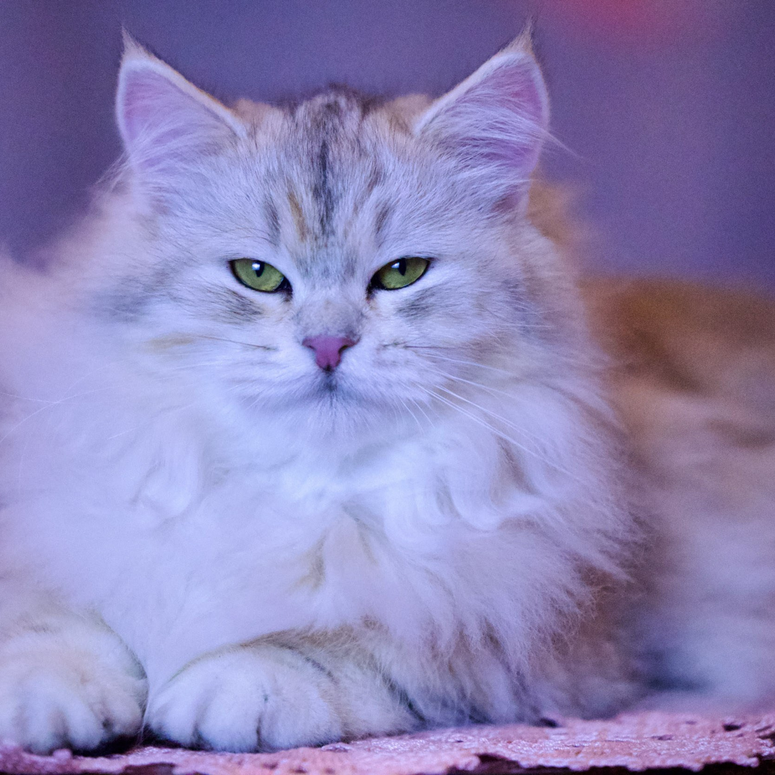 Close-up of Astera Evy, hypoallergenic sunshine silver torbie Siberian cat.