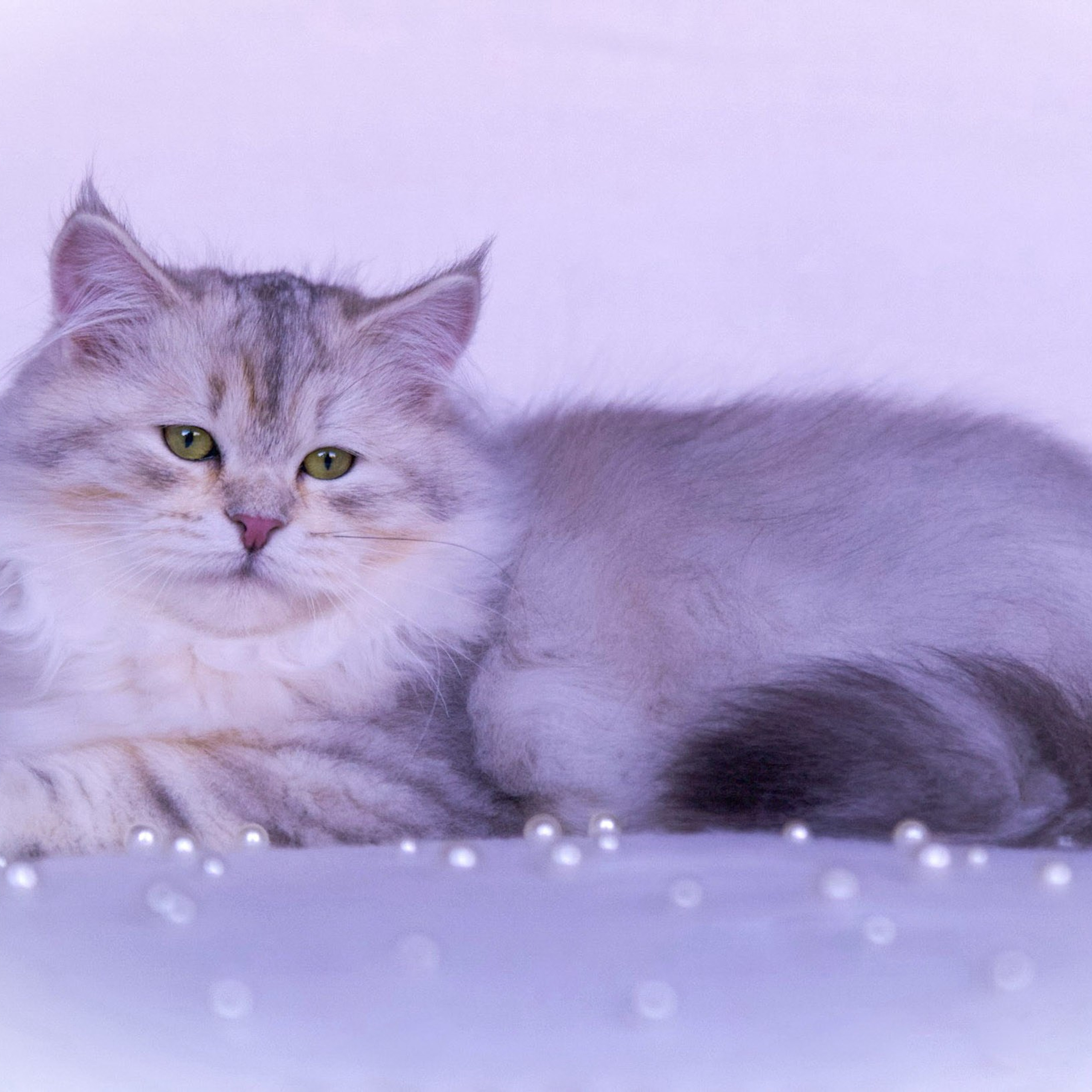 Astera Evy, laid-back bimetallic Siberian cat from Texas TICA_registered Astera Cattery.