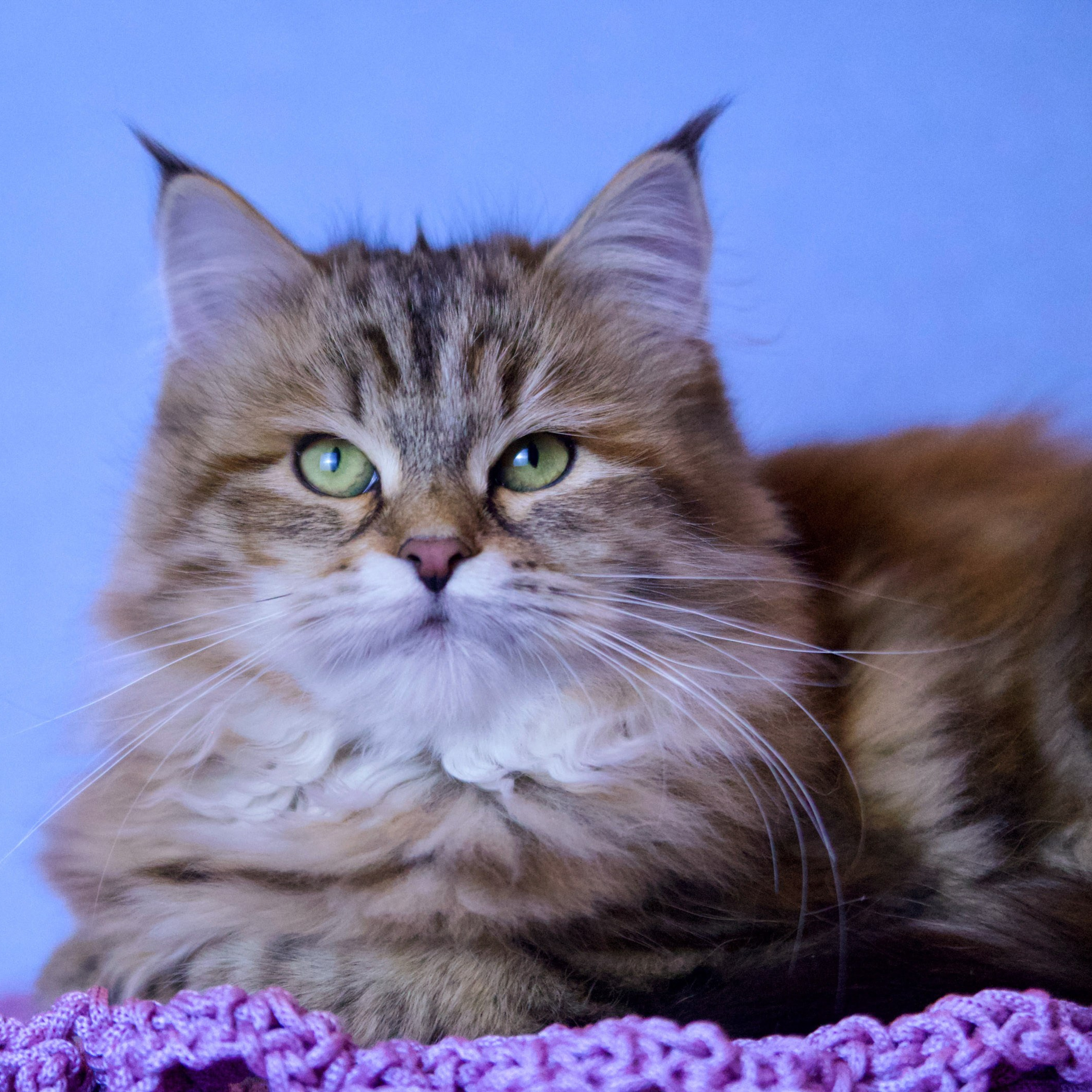Brown classic torbie siberian queen cat form Texas with thick coat and piercing green eyes