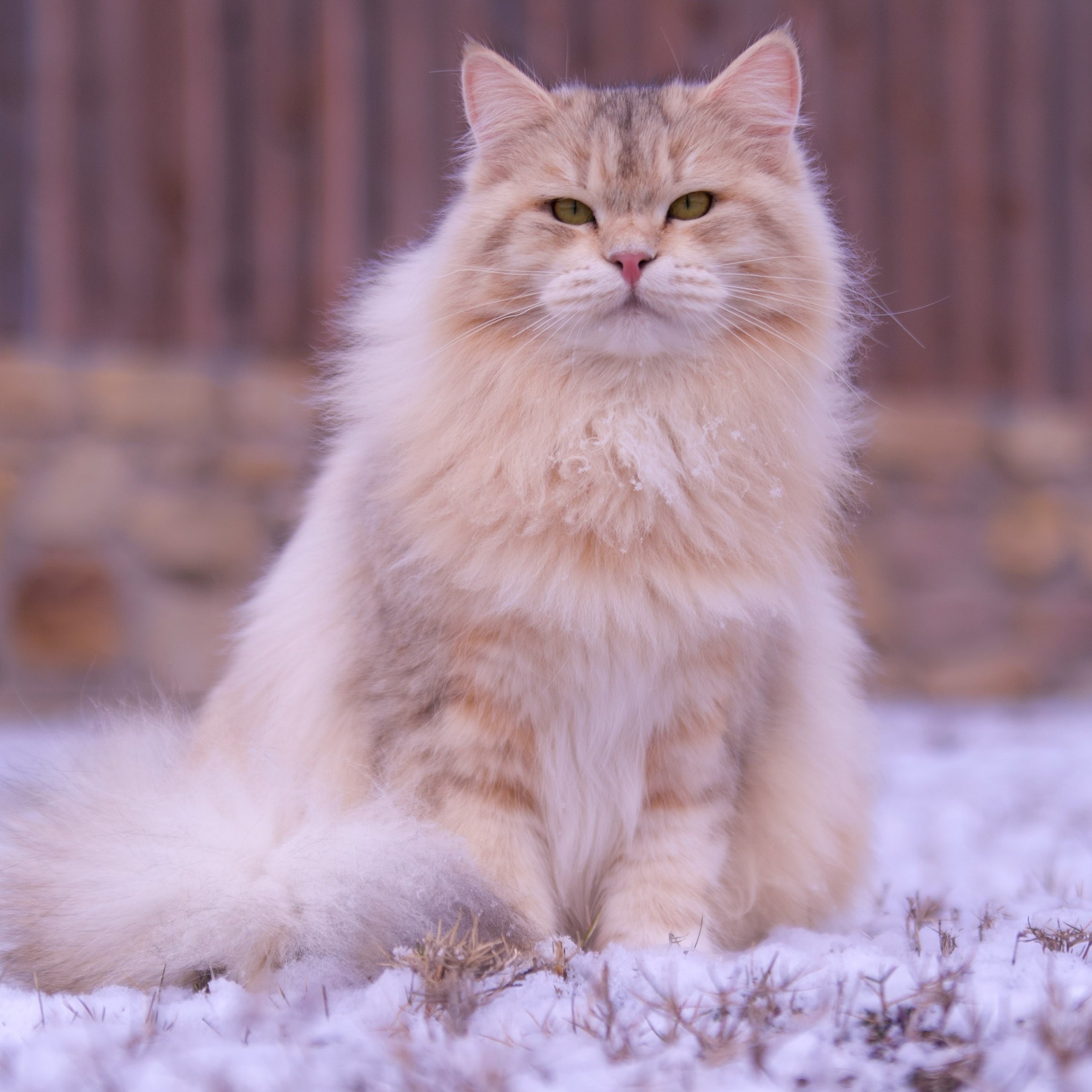 Taisiya, bimetallic siberian cat, sitting proudly in snowy scene - stunning queen with classic Siberian strength and grace