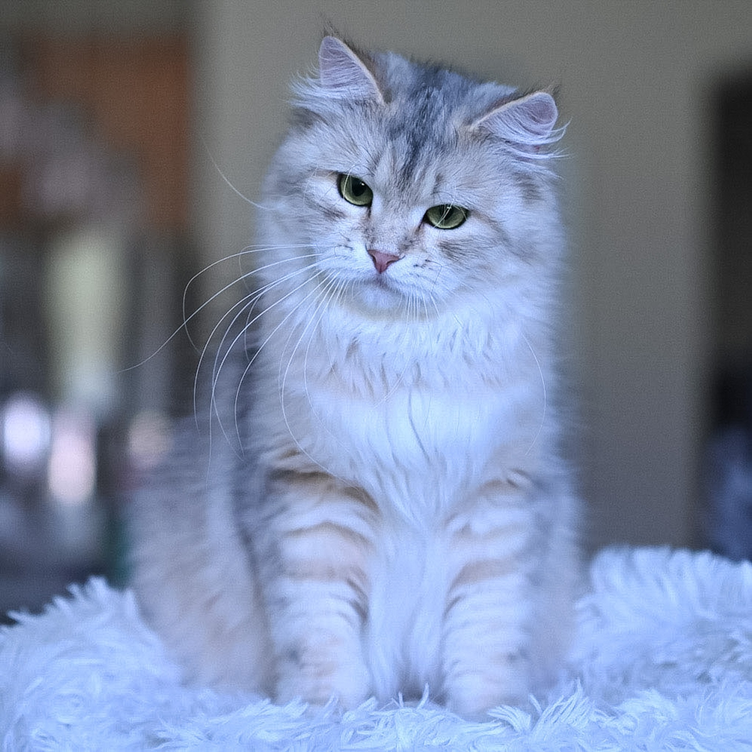 Long-haired black corin silver Siberian cat displaying rare bimetallic coloring