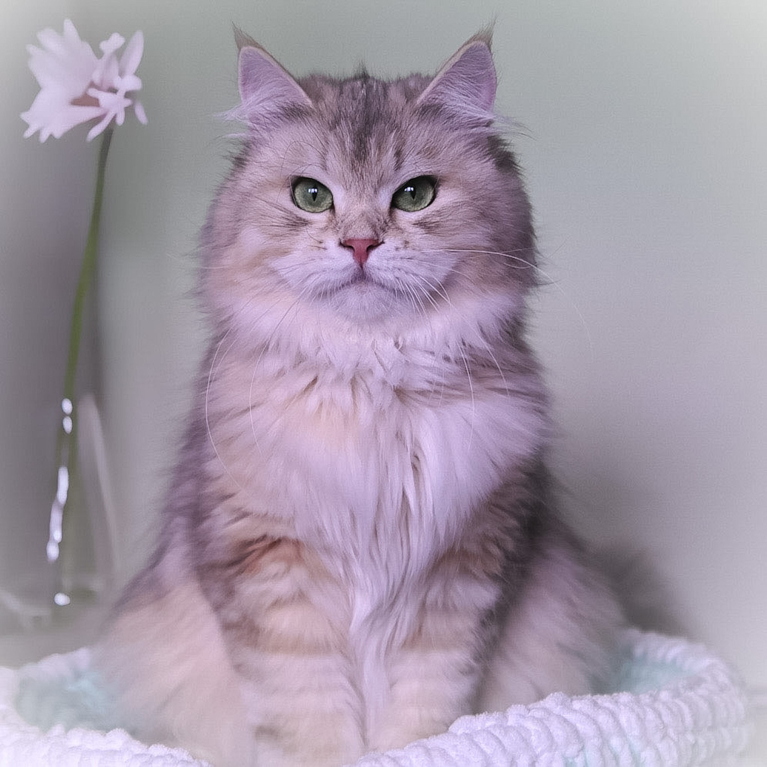 Bimetallic Siberian cat with green eyes sitting besid a flowe