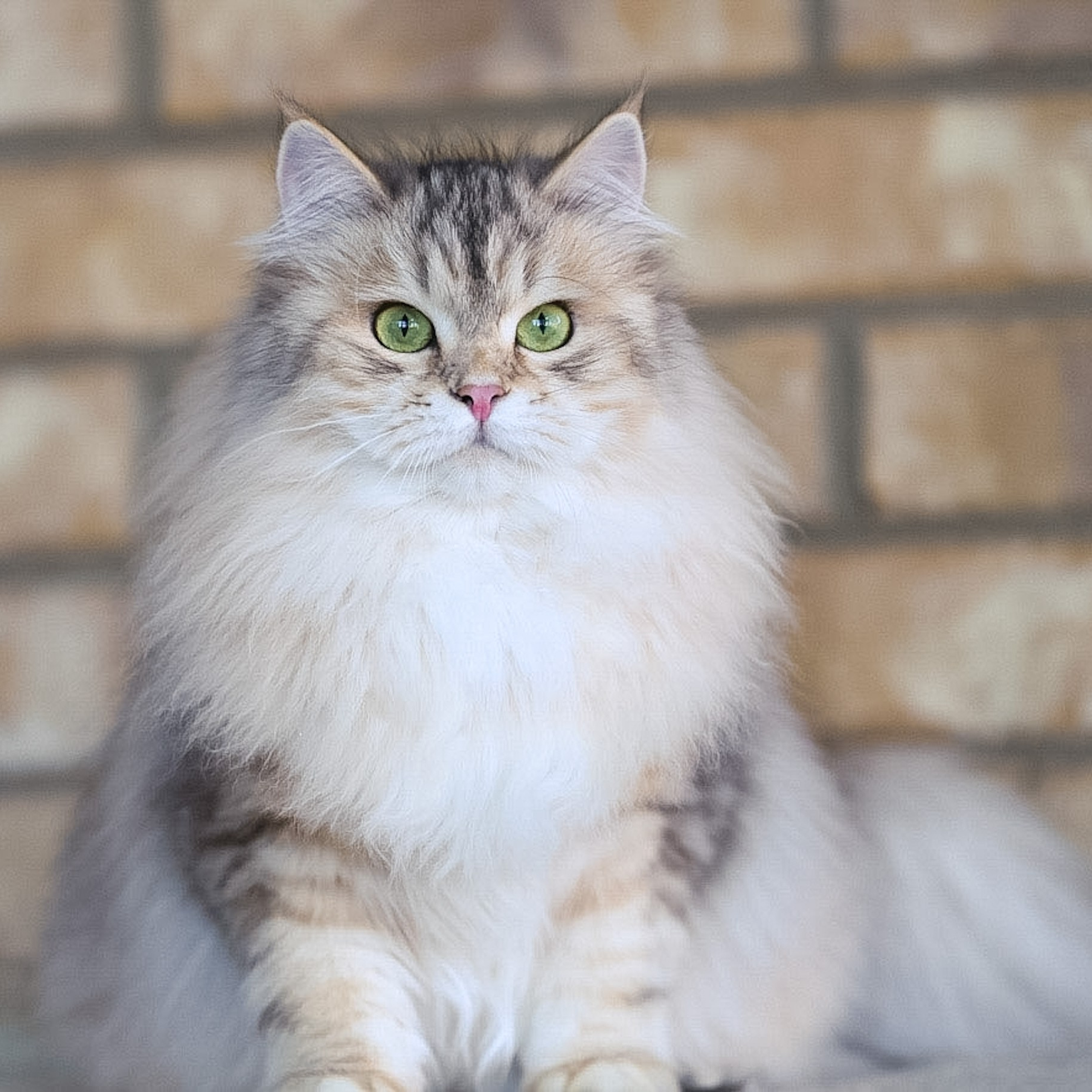 Black Corin silver Siberian cat with fluffy tail and luxurious coat