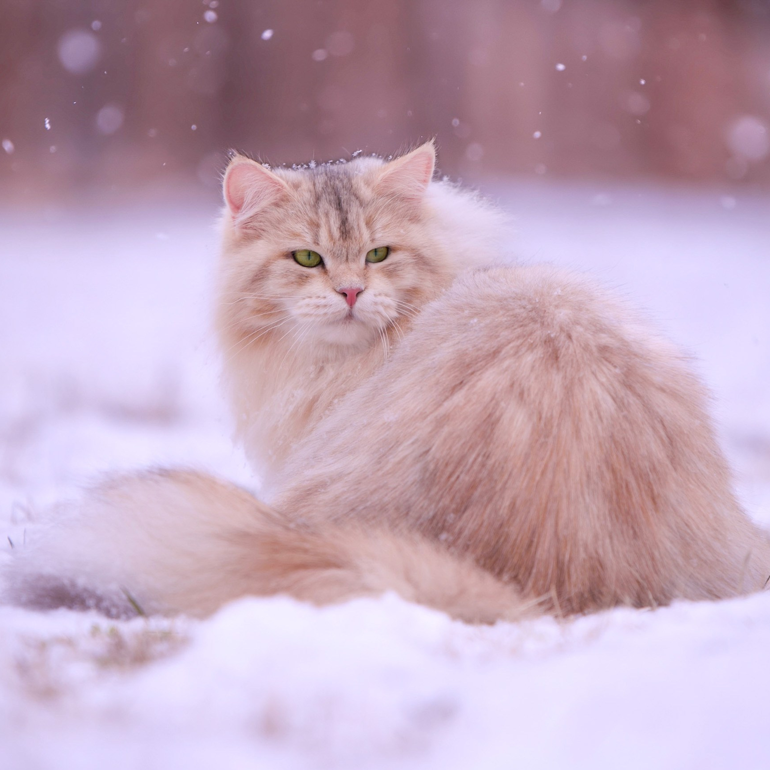 Bimetallic Siberian cat Taisiya sitting gracefully in falling snow - hypoallergenic beauty from Astera Siberians