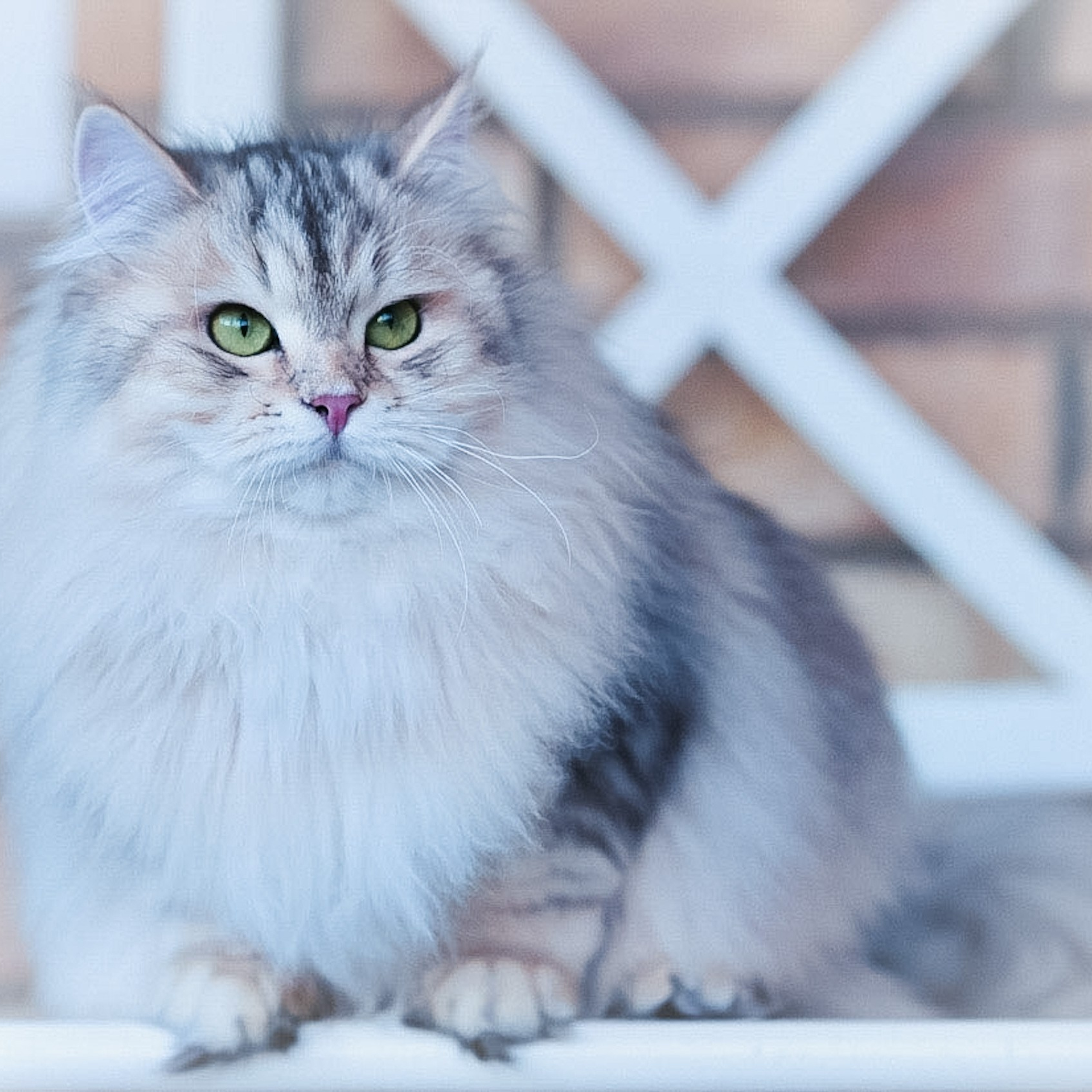 Black corin silver Siberian cat showing the pale bimetallic coat and green eyes