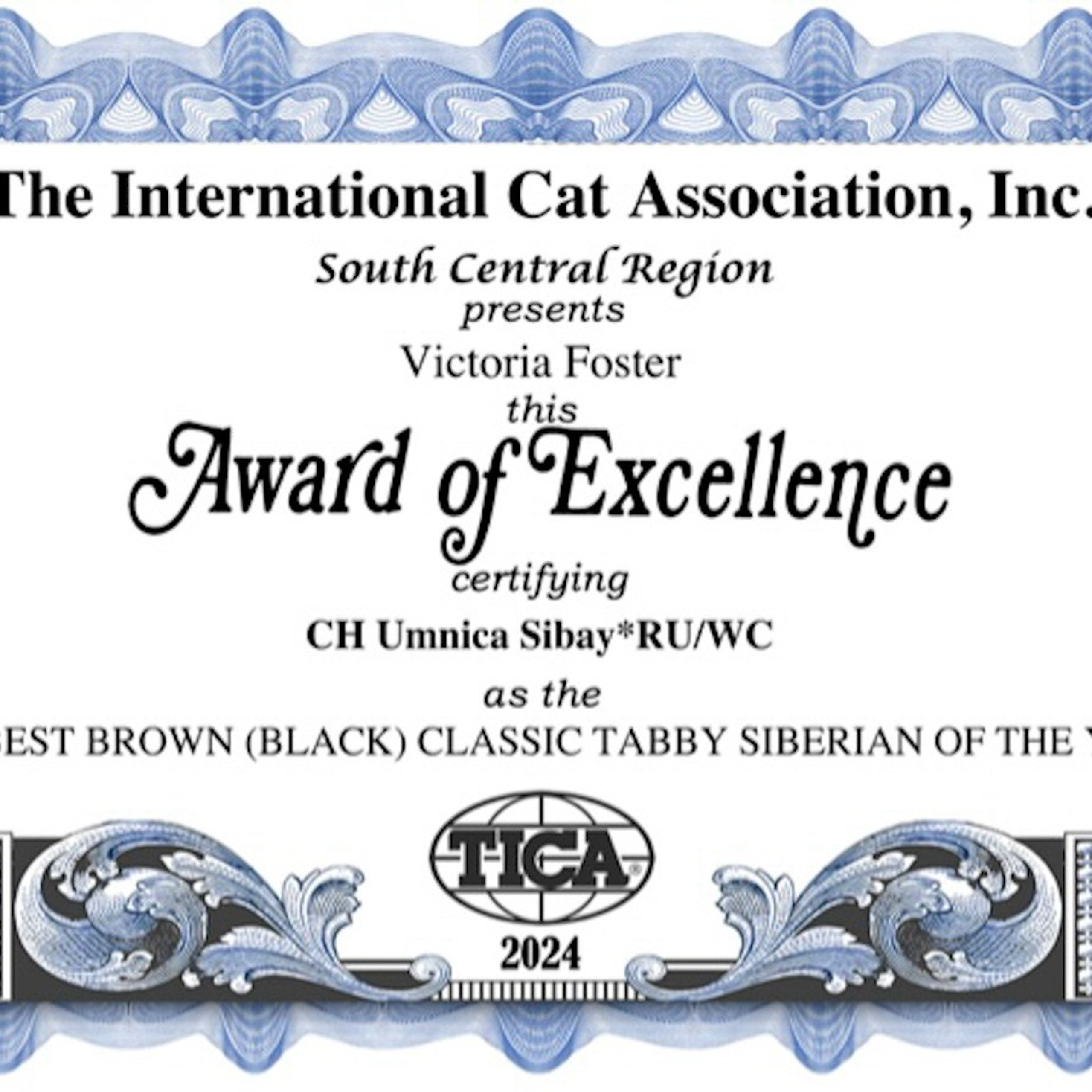 Award of excellence for best in color for Astera Siberian cat Umnica