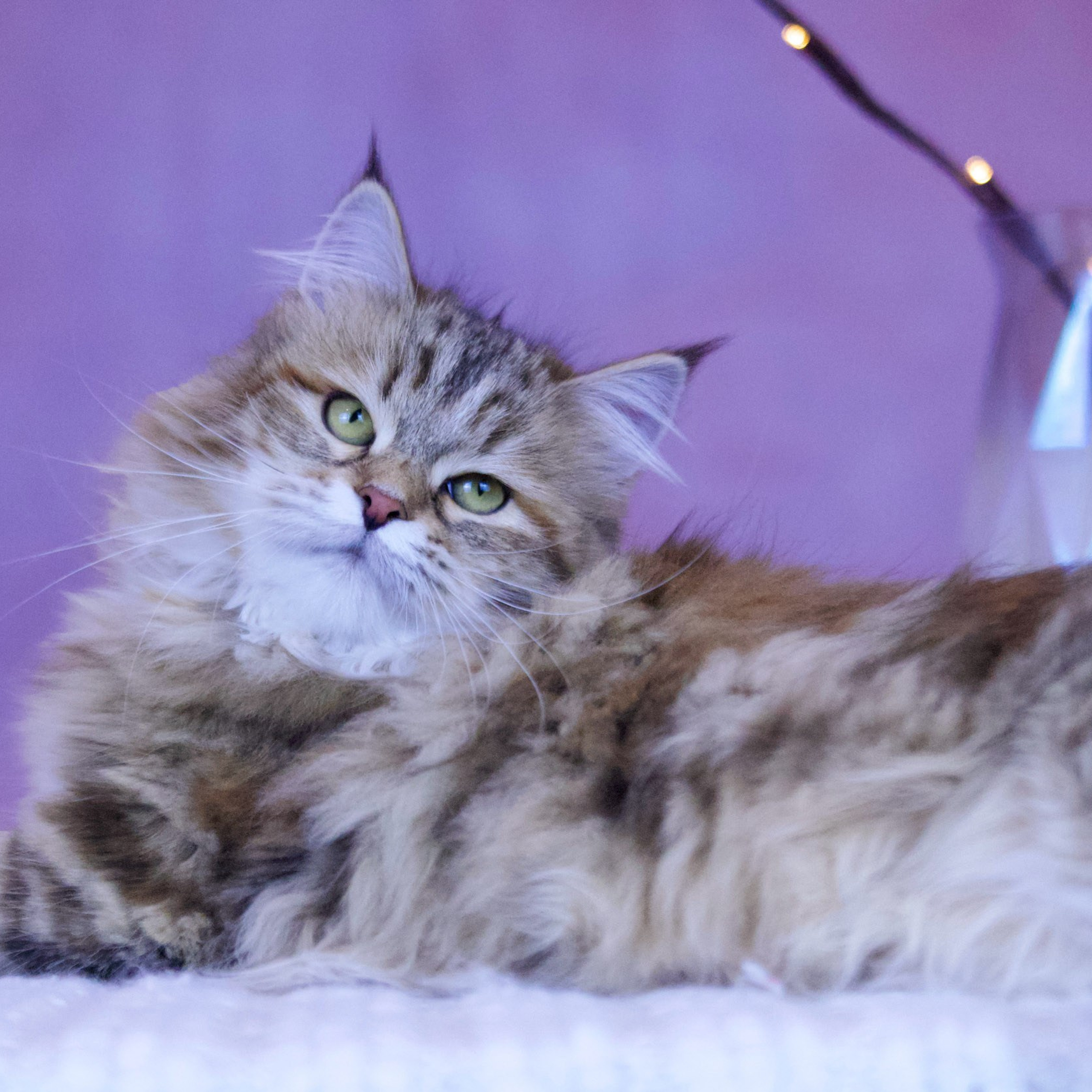 Brown classic torbie Siberian female with golden highlights and sweet personality from Astera Siberians Texas