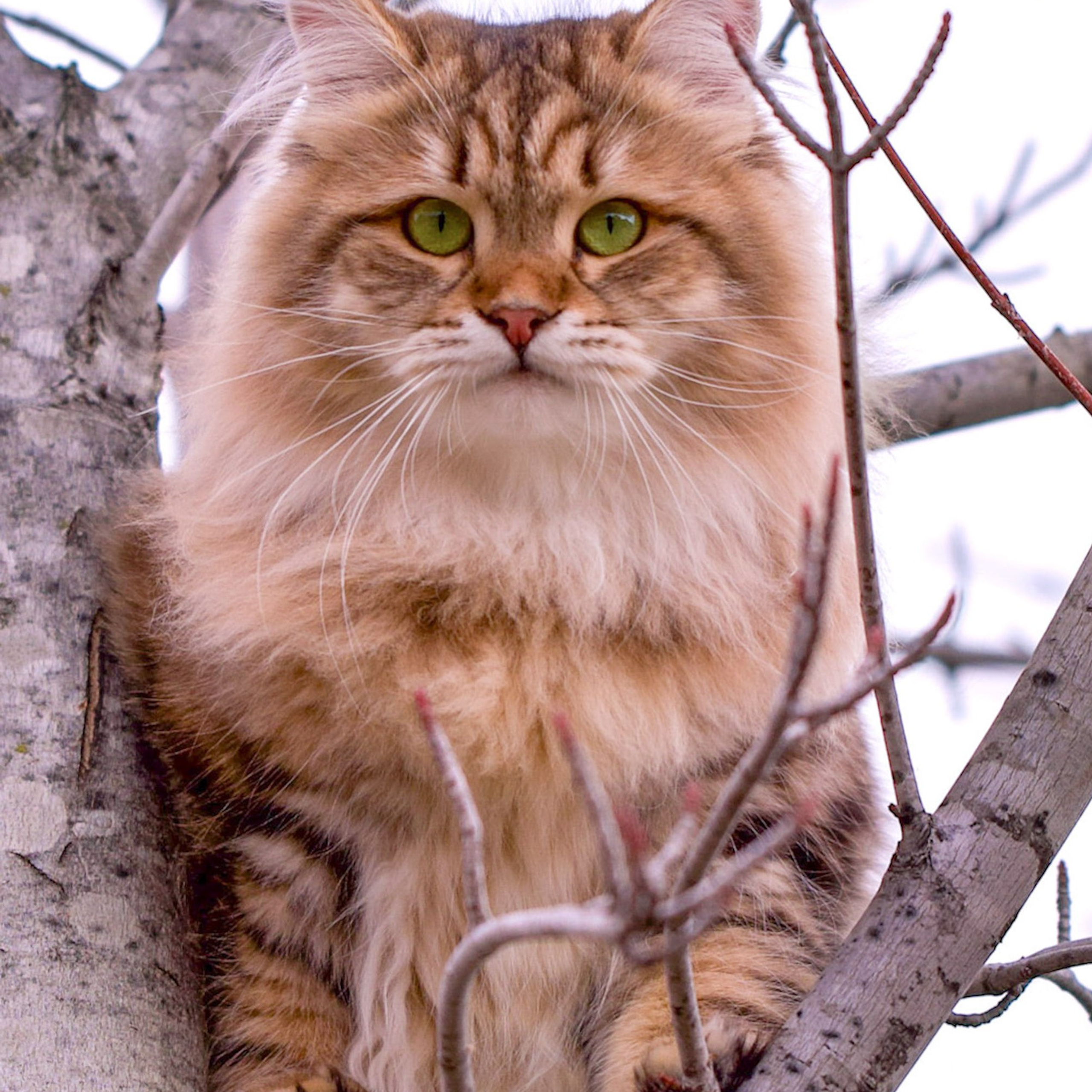 Russian import Siberian queen Umnicain tree branches, showcasing natural beauty and traditional breed type in Dallas, Texas.