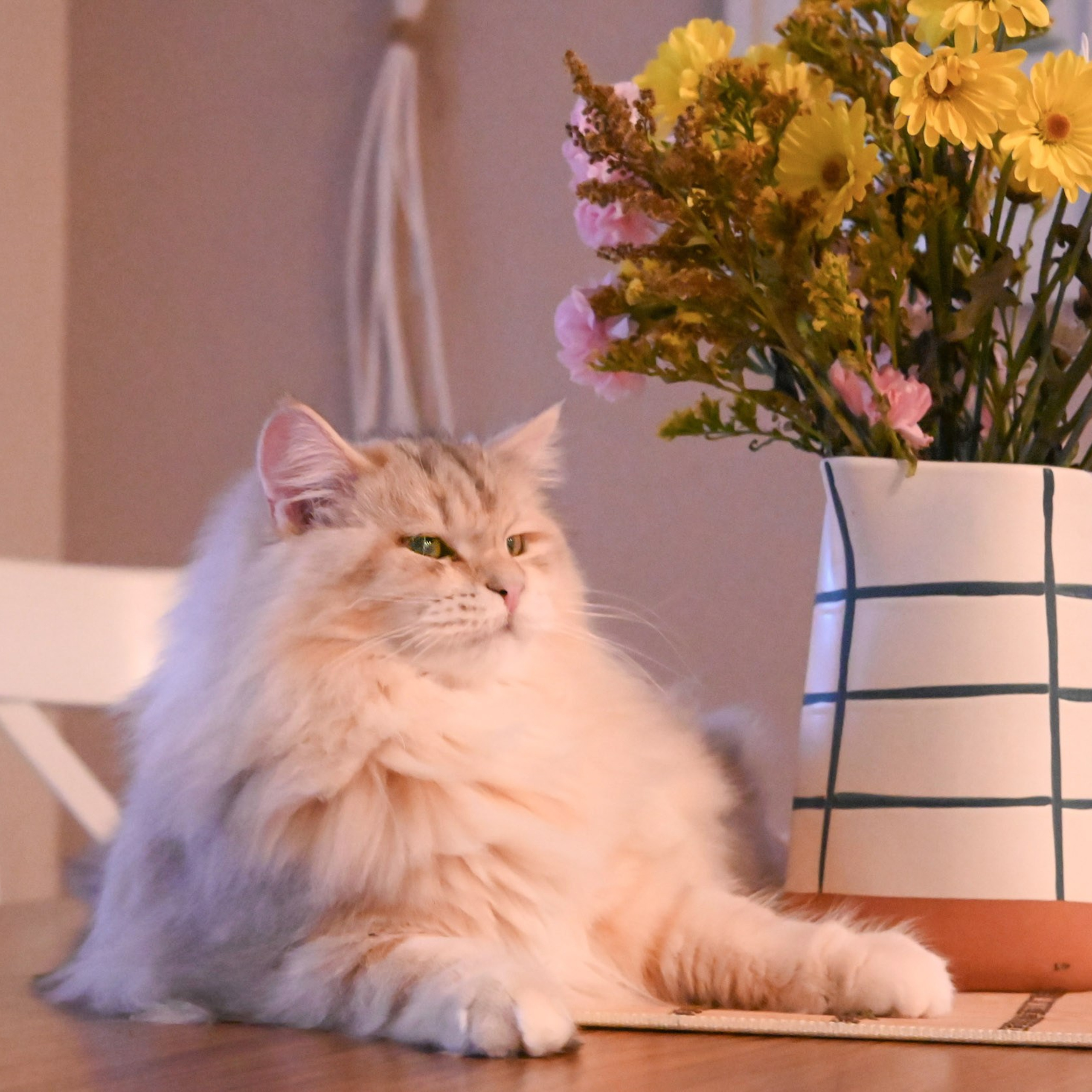 Taisiya, bimetallic torbie Siberian cat posing beside sunflowers - warm indoor portrait of affectionate Texas-raised queen