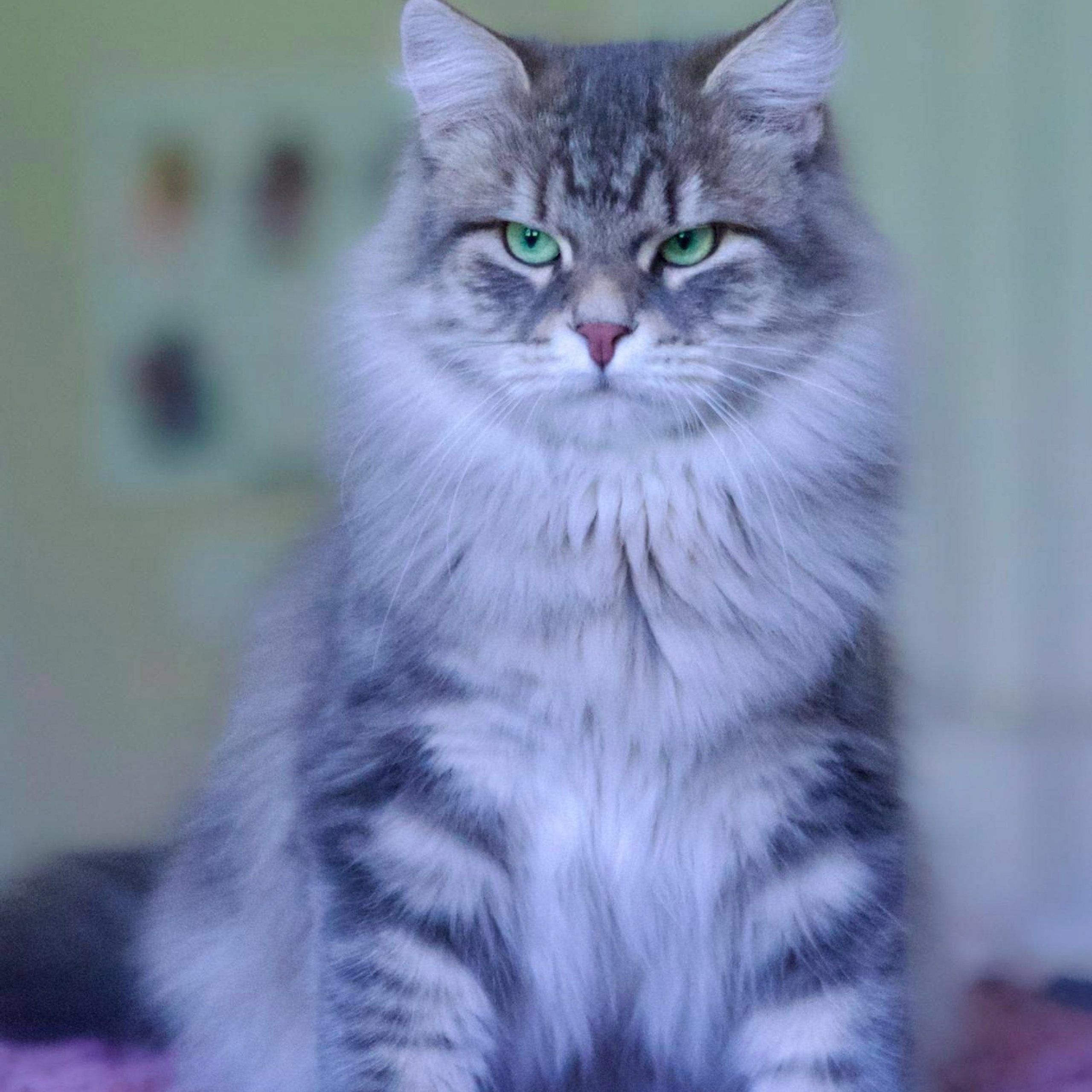 Hypoallergenic Siberian male cat with bright green eyes and plush fur at Astera cattery.