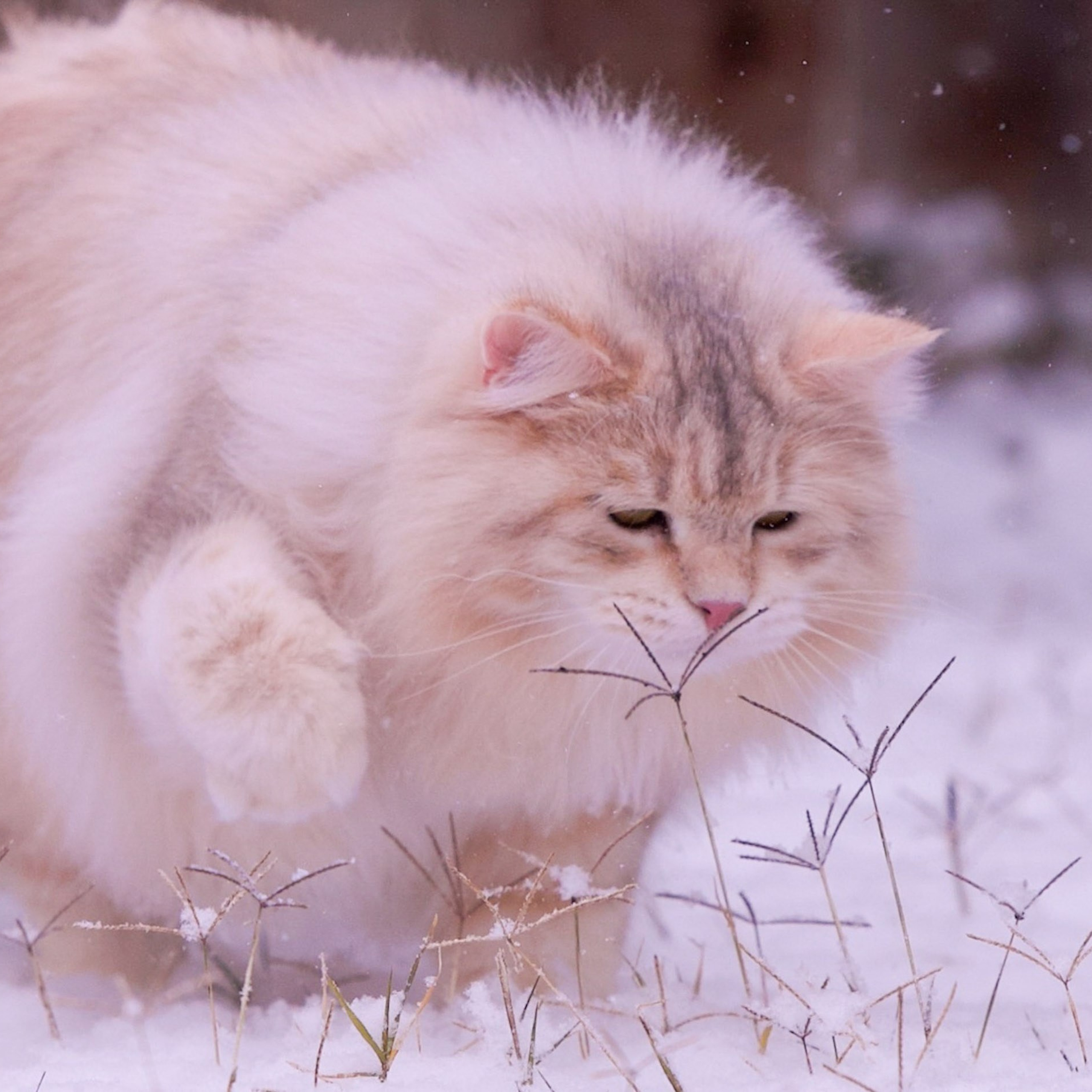 Taisiya, black corin silver siberian coat with fluffy winter coat relaxing in a w inter forest - Texas raised hypoallergenic queen