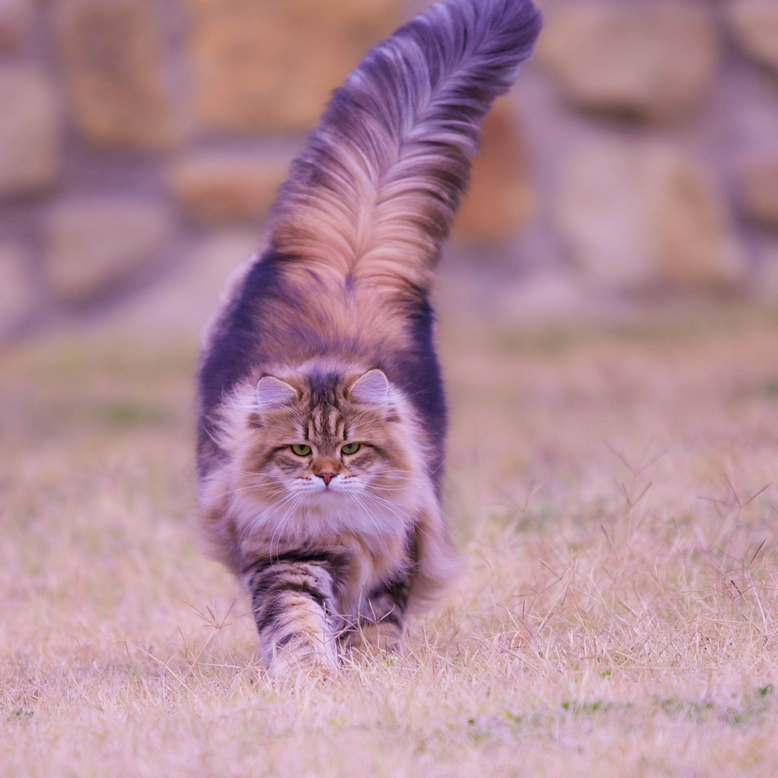 Brown classic tabby Siberian female cat Umnica walking forward in grass, tail high, Russian import in Astera cattery.