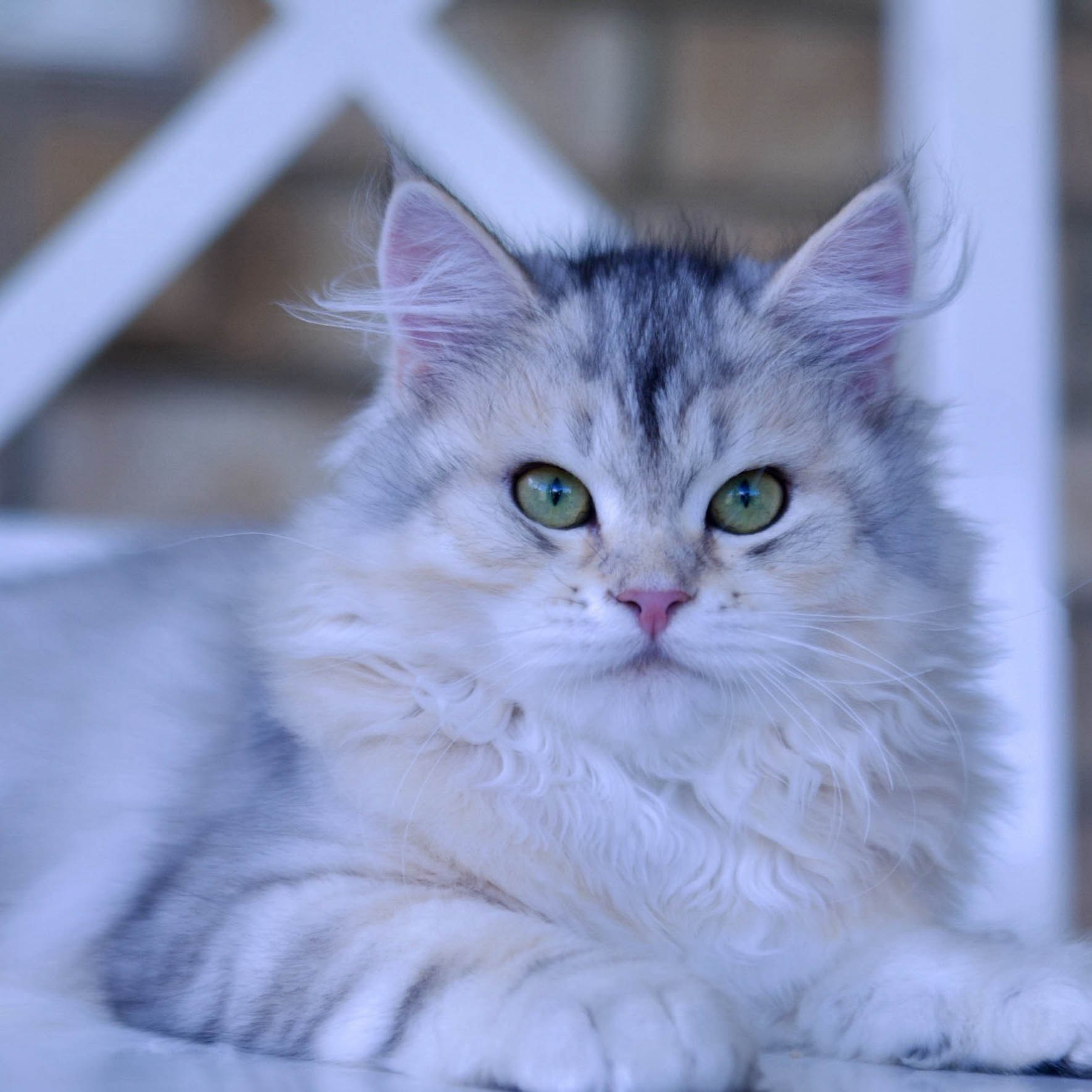 Astera Mistika bimetallic siberian kitten 