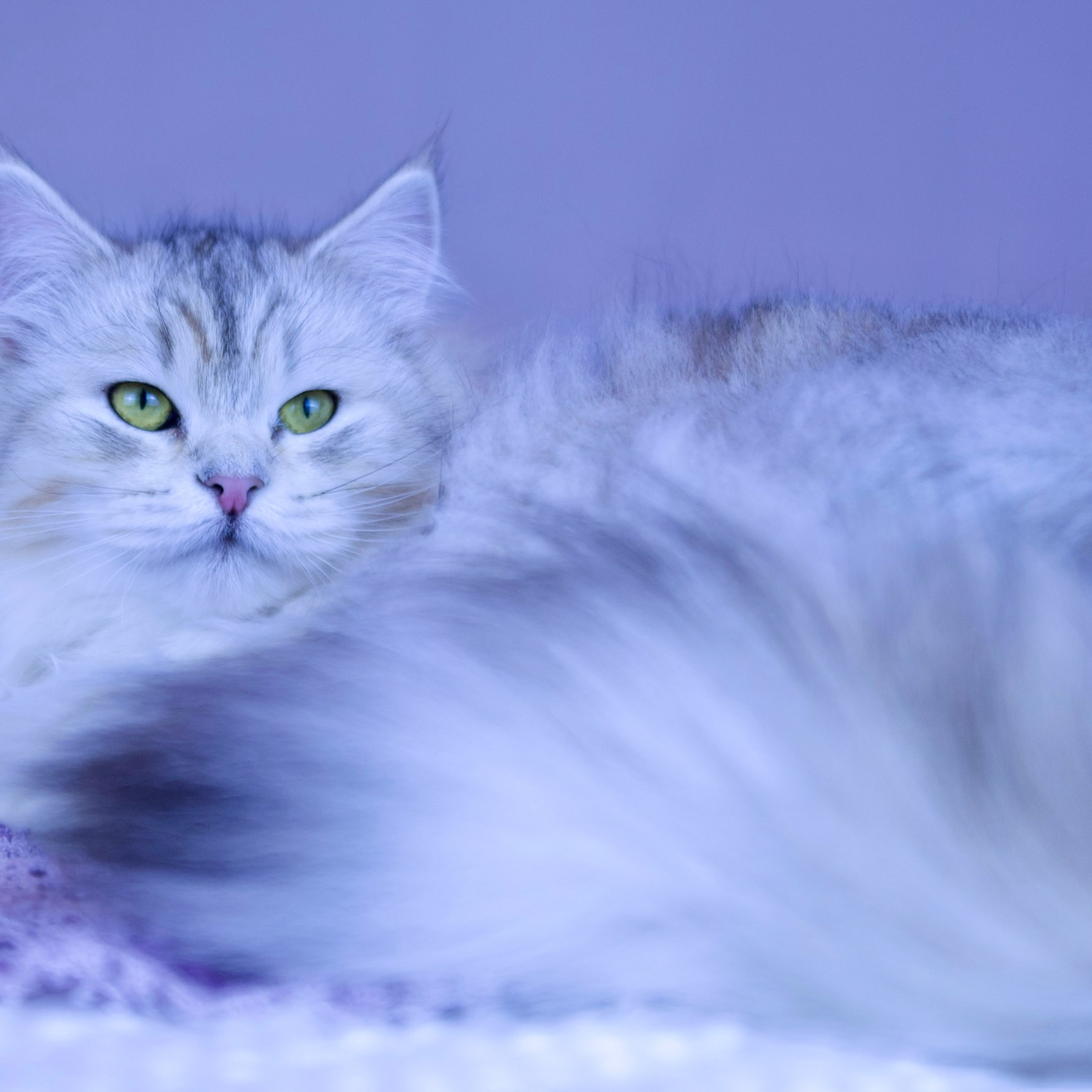 Astera Evy, bimetallic torbie Siberian queen cat , photographed in DFW< Texas