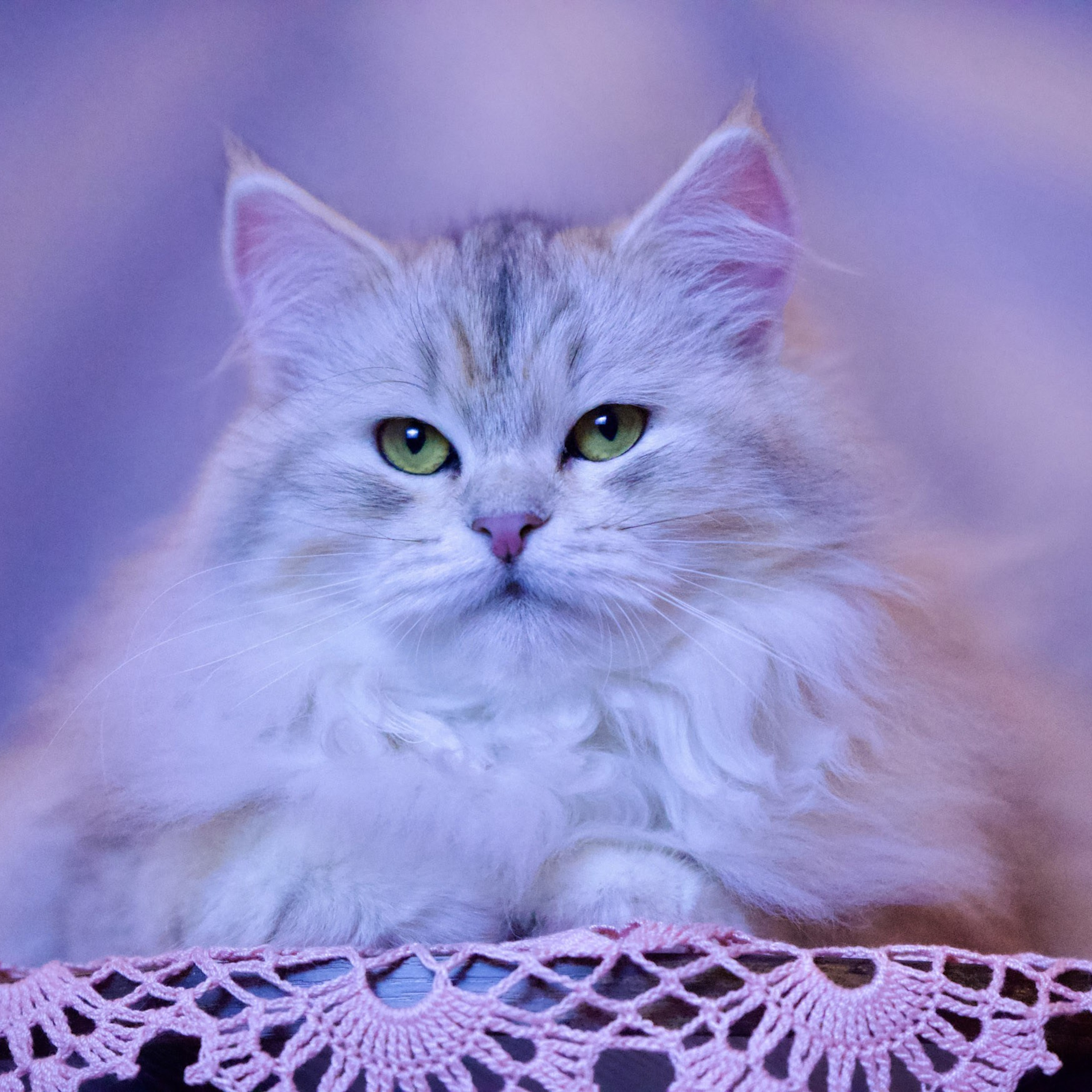 Close-up portrait of Astera Evy, silver bimetallic Siberian queen with affectionate expression.