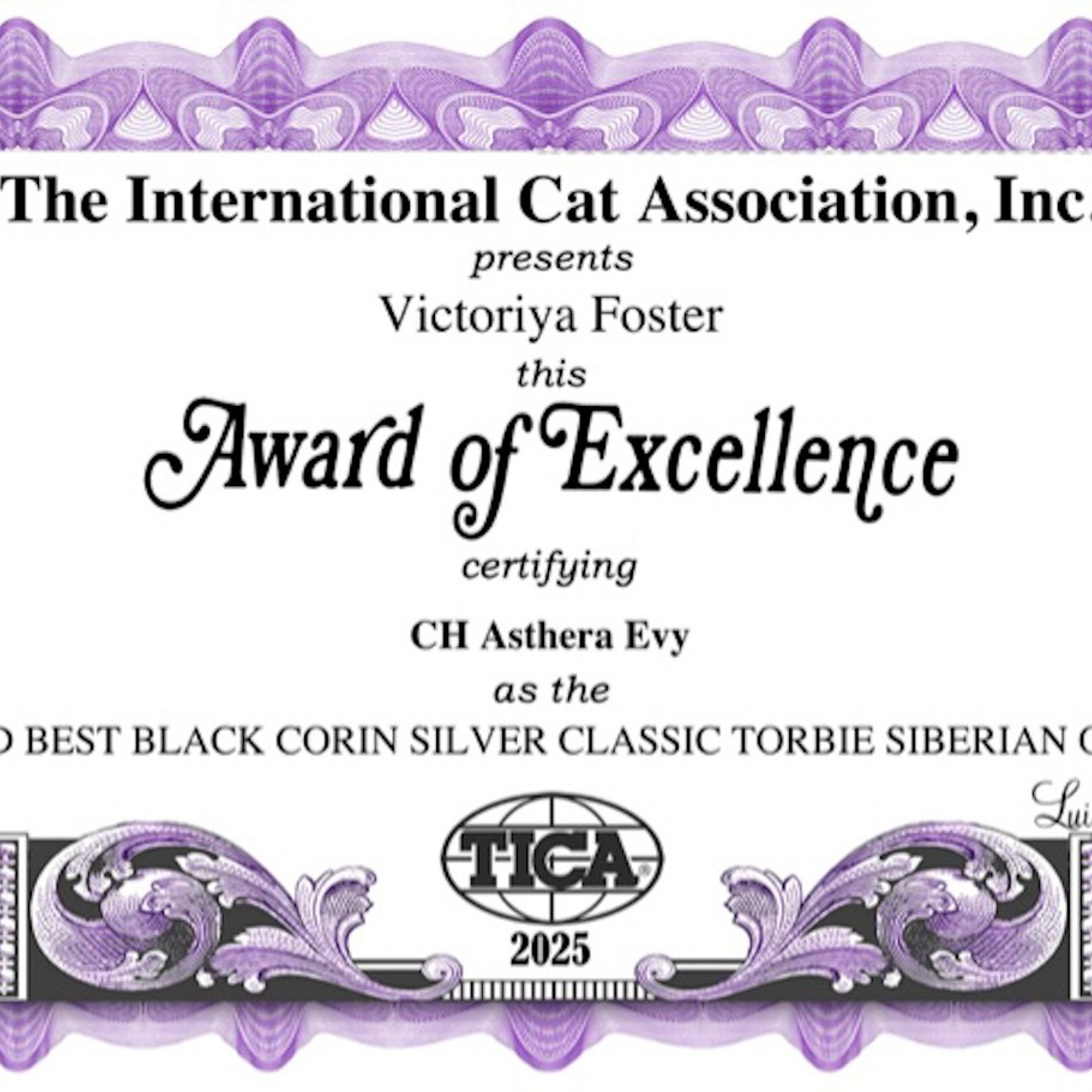 TICA award best in color certificate for Astera Evy 