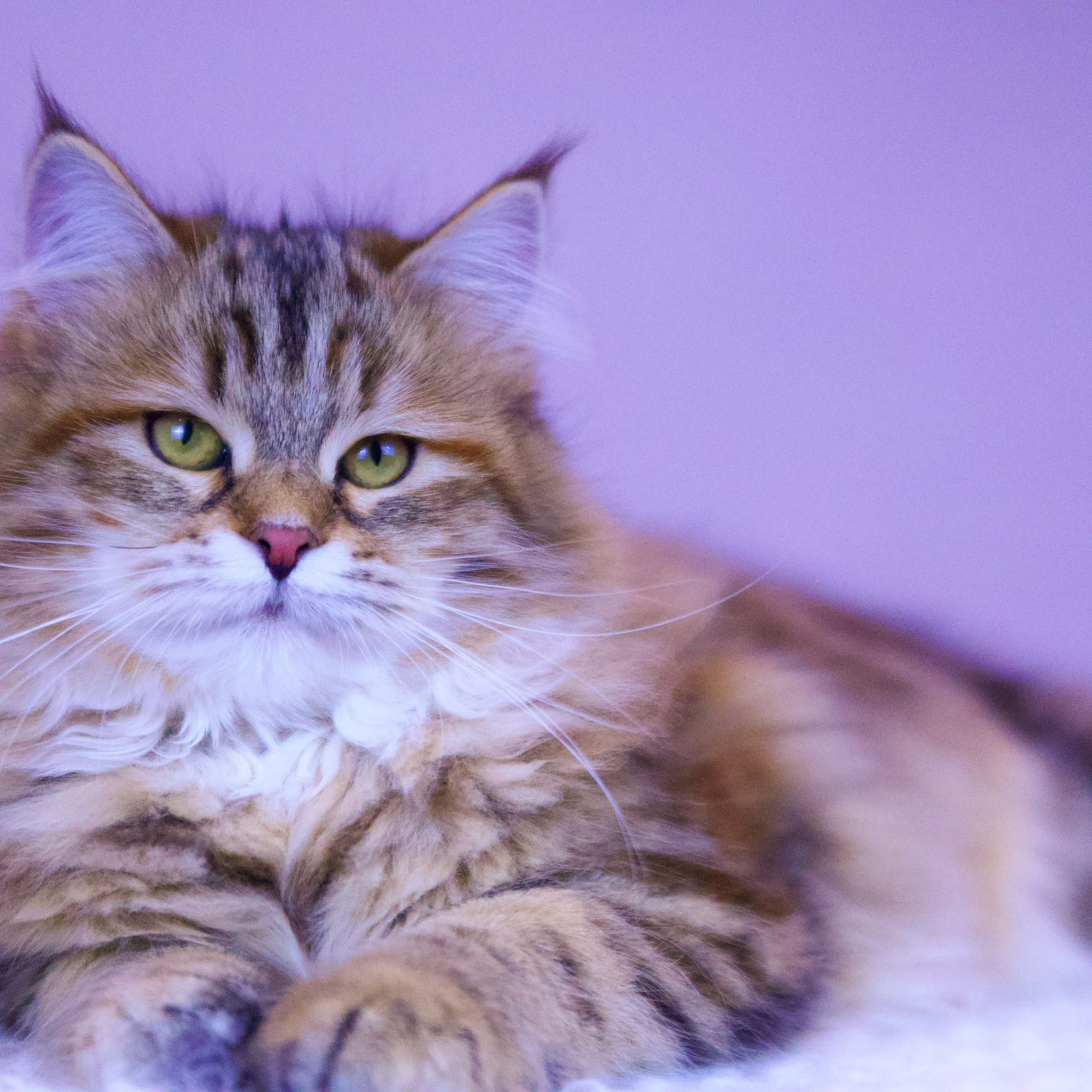 brown torbie Astera Fedora with classic tabby markings, hypoallergenic and well-socialized in Texas.