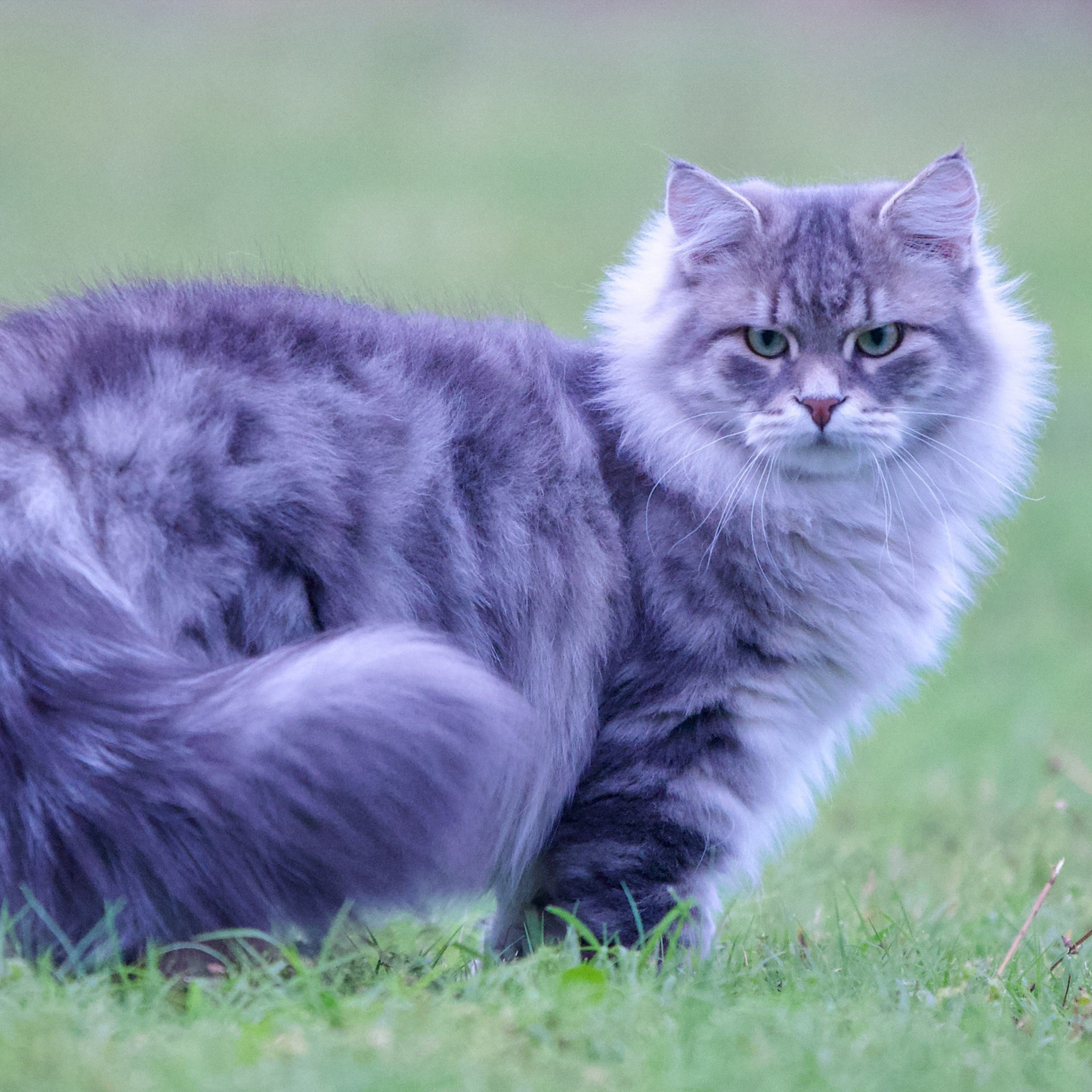 Blue classic tabby Siberian cat with full coat and bushy tail on green grass in Texas
