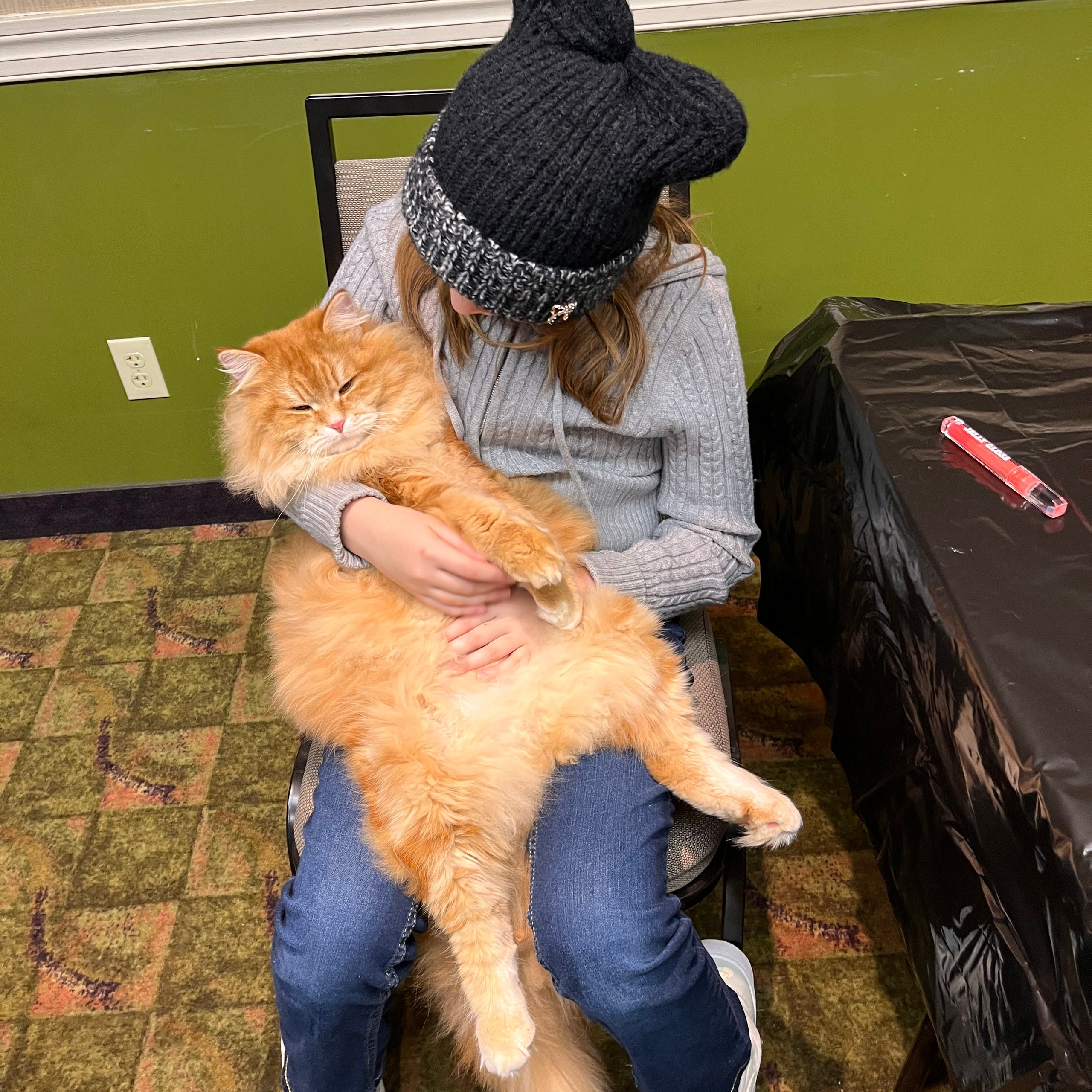 Astera Lastik. Astera Siberians |Hypoallergenic Kittens