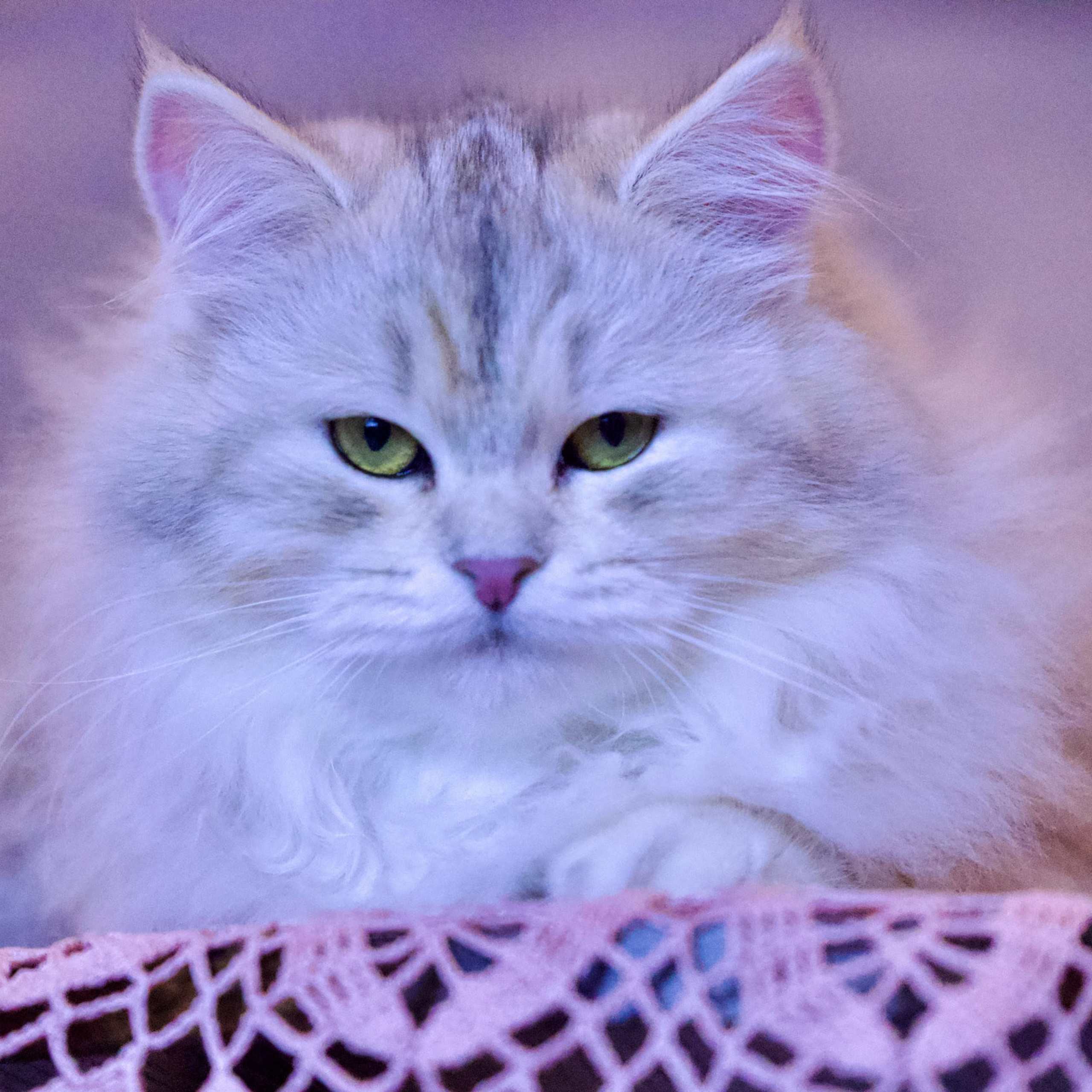 Astera Evy, a sweet-tempered bimetallic Siberian queen cat with silver highlights from Texas