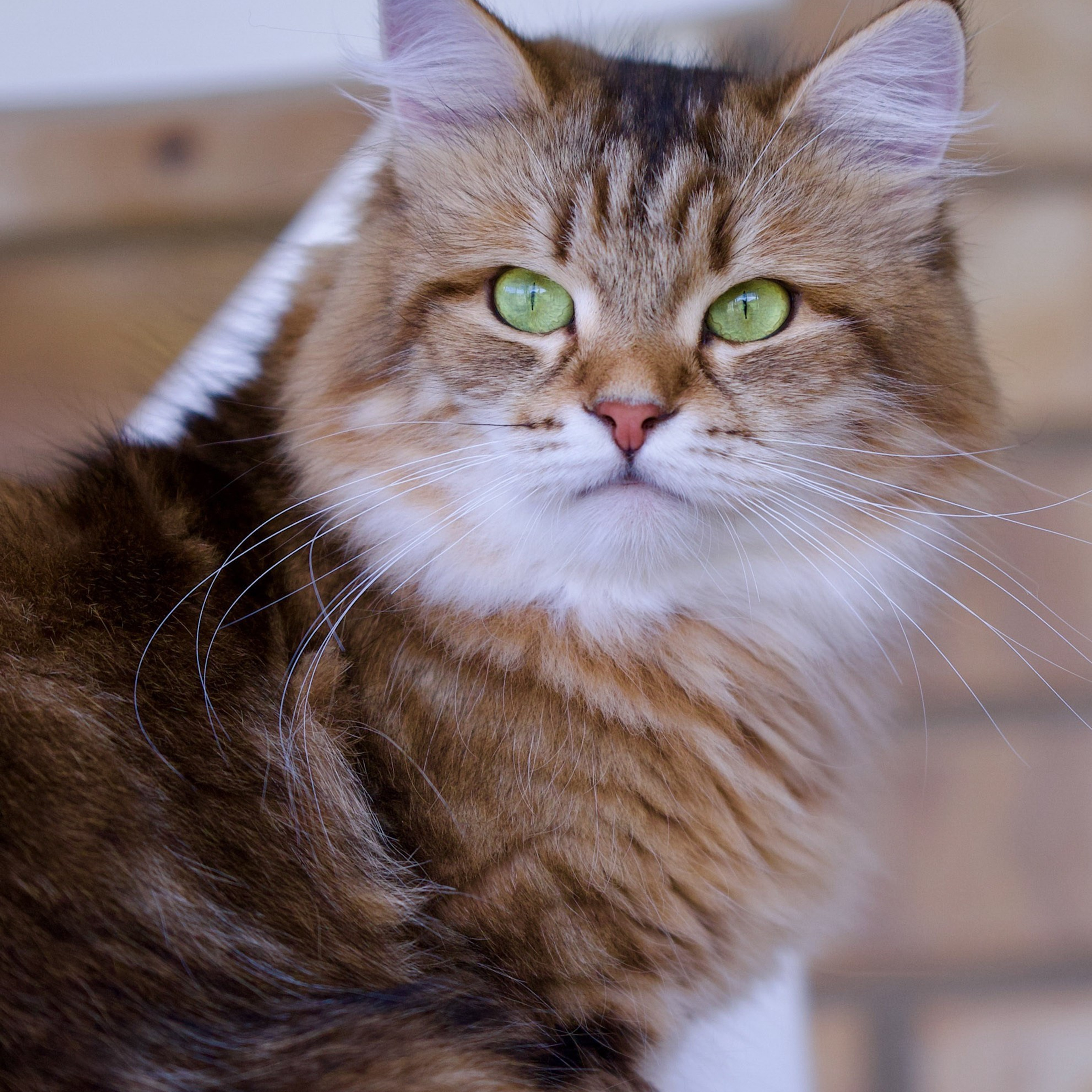 Hypoallergenic Siberian brown classic tabby female cat with green eyes looking forward indoors.
